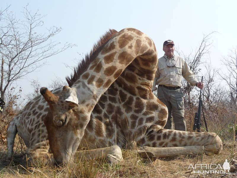 Giraffe Hunt Namibia