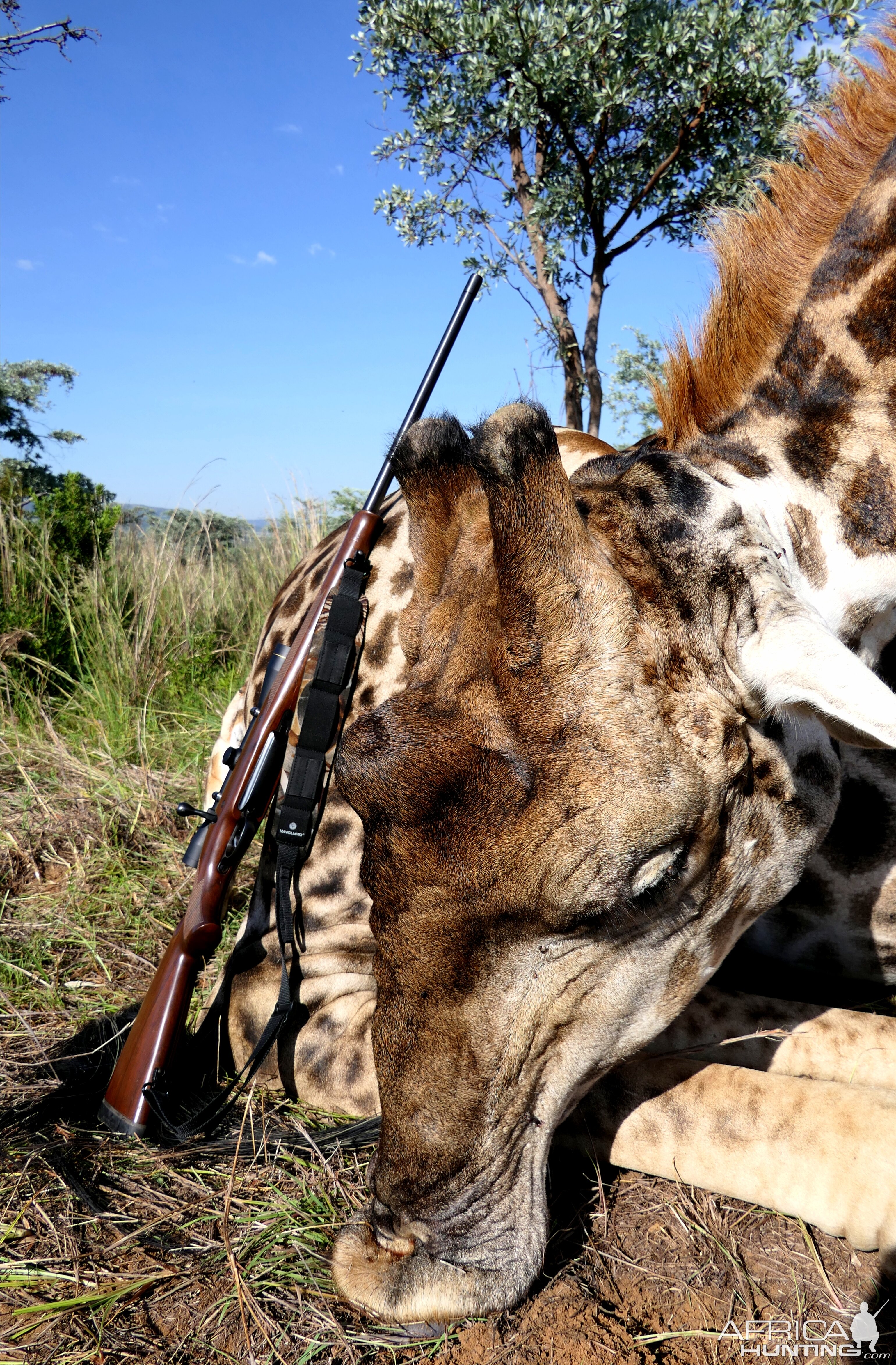 Giraffe Hunt South Africa