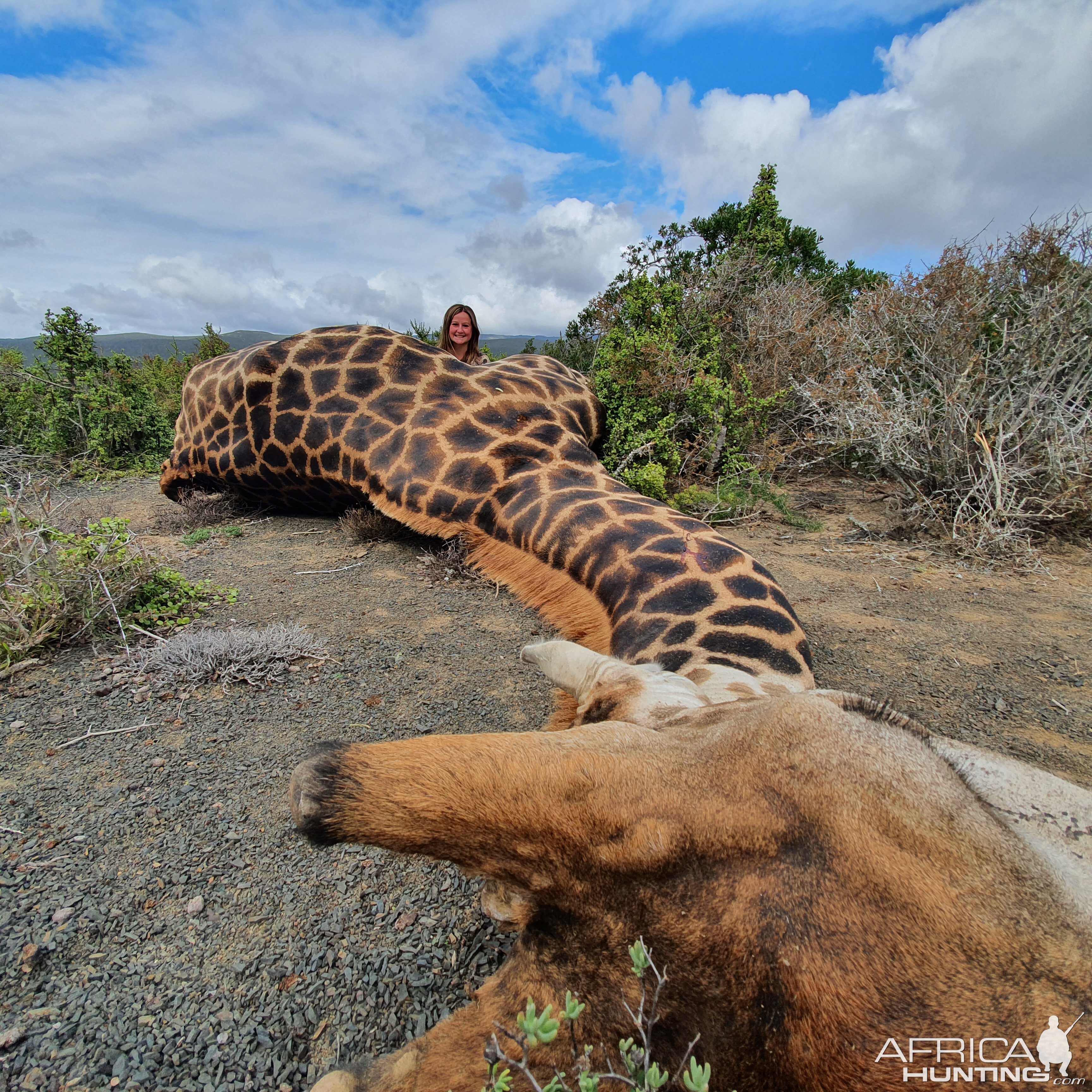 Giraffe Hunt South Africa