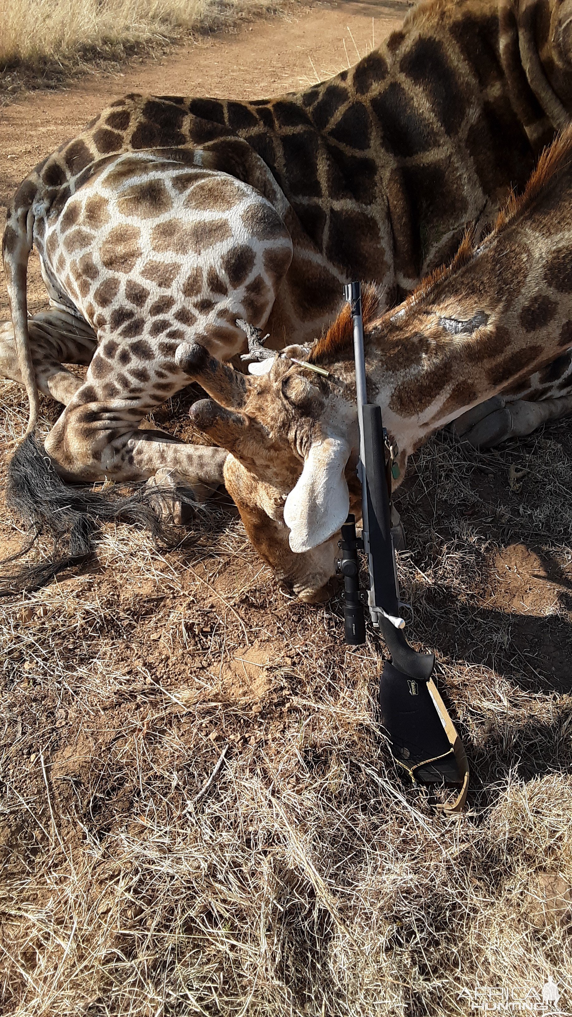 Giraffe Hunt South Africa