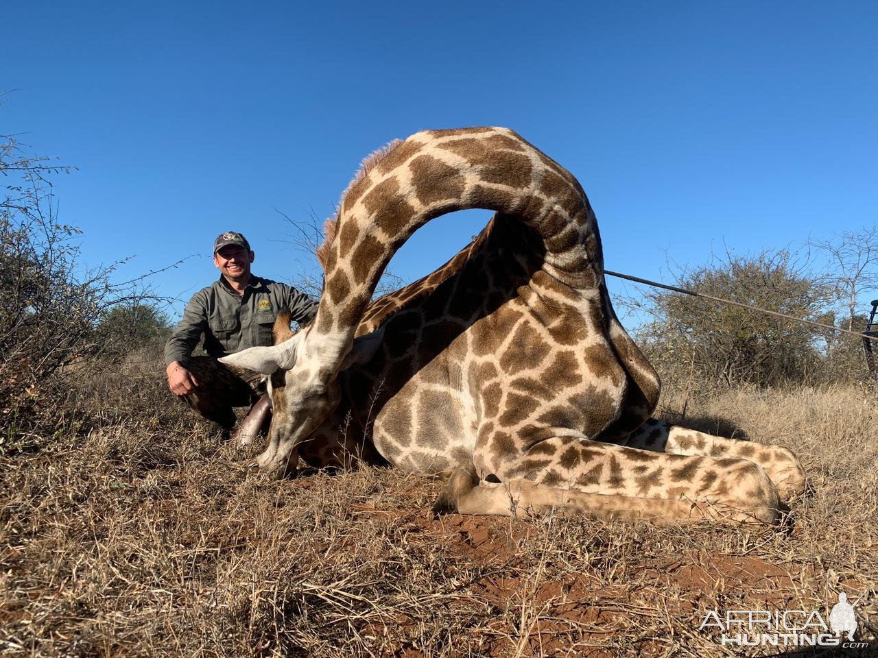 Giraffe Hunt South Africa