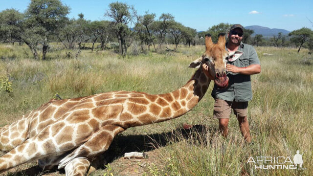 Giraffe Hunt South Africa