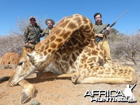 Giraffe hunt with Wintershoek Johnny Vivier Safaris