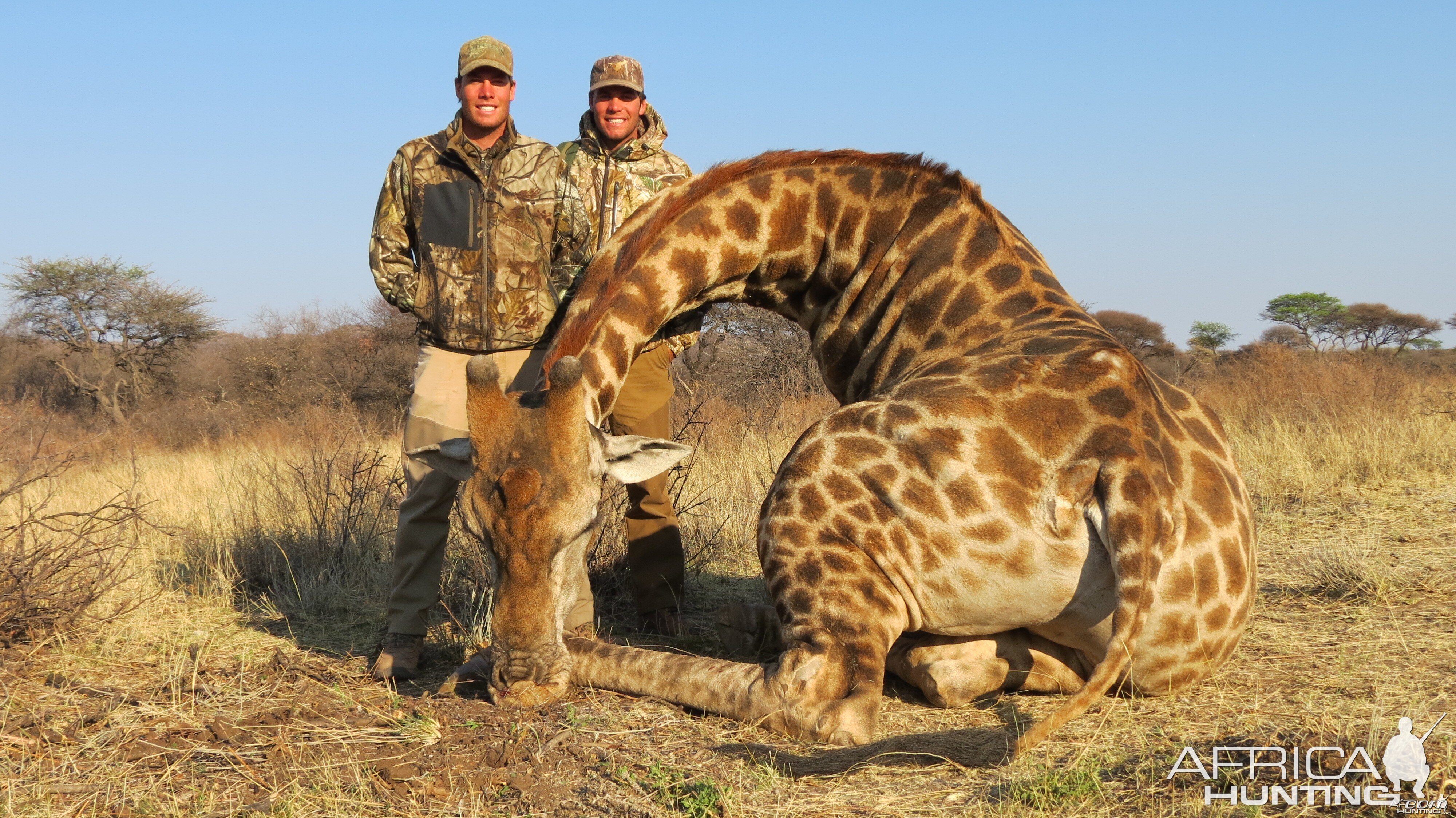 Giraffe hunted with Ozondjahe Hunting Safaris in Namibia