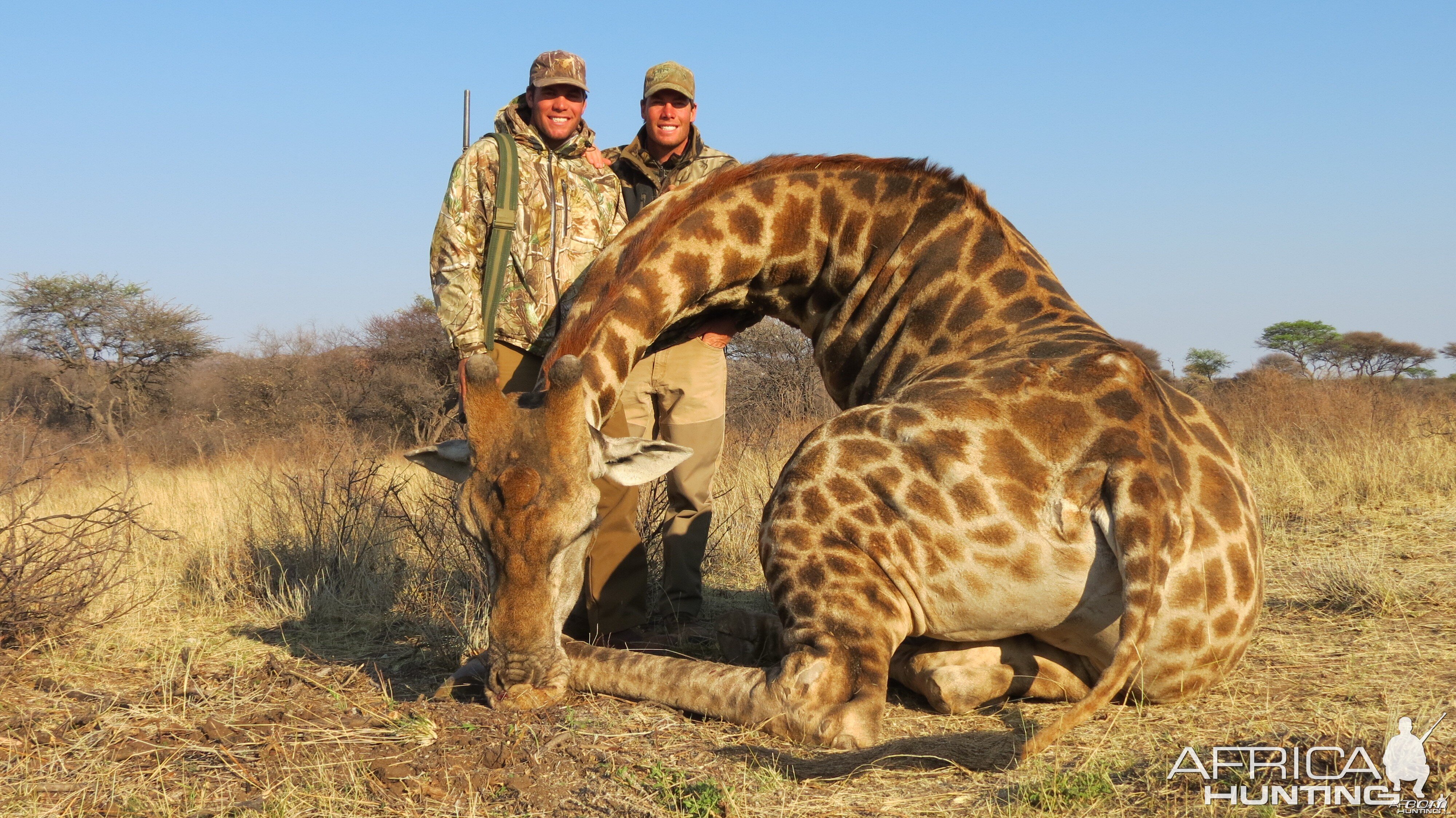 Giraffe hunted with Ozondjahe Hunting Safaris in Namibia