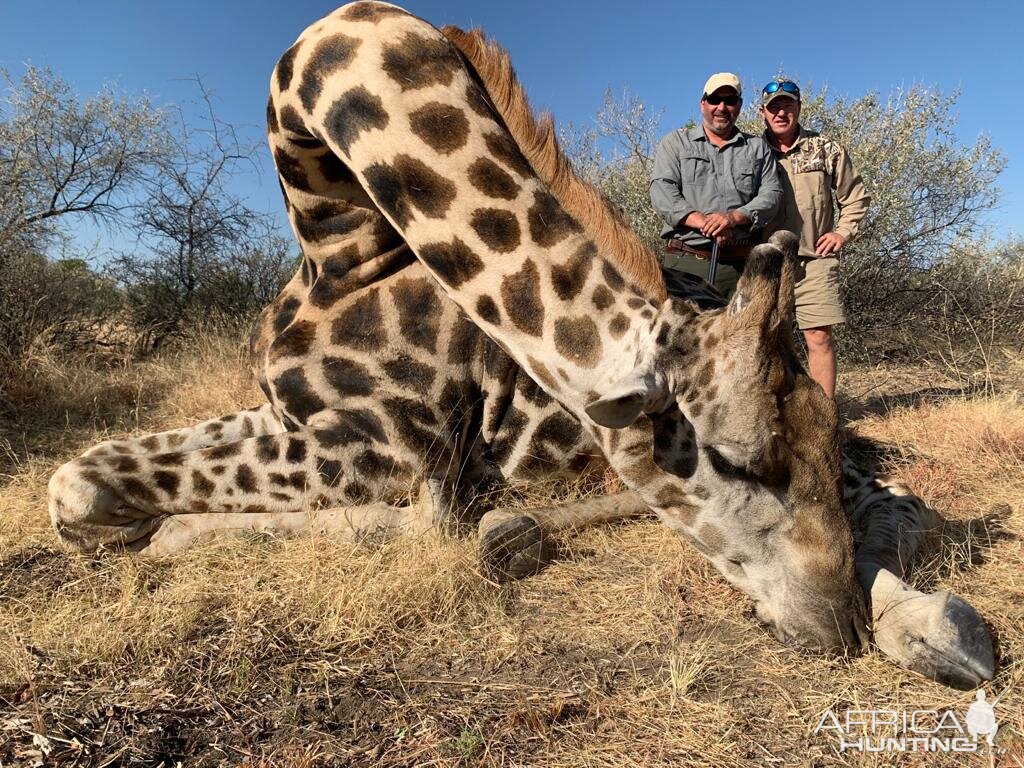 Giraffe Hunting Caprivi Namibia