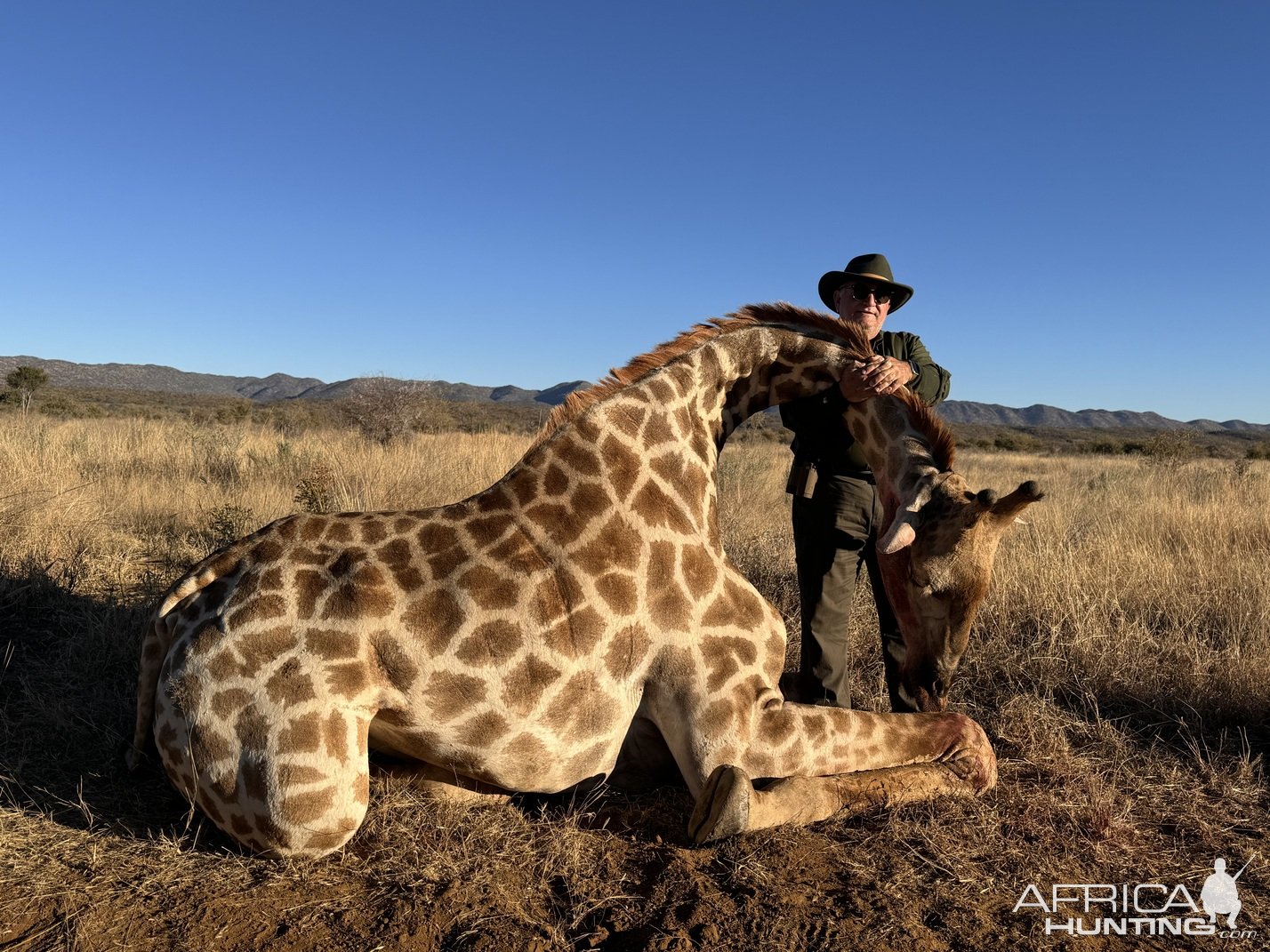 Giraffe Hunting Namibia