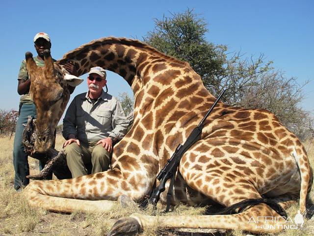 Giraffe Hunting Namibia