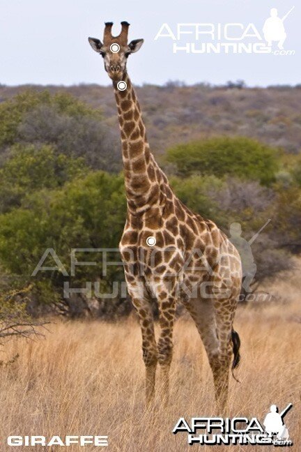 Giraffe Hunting - Quarter View Shot Placement