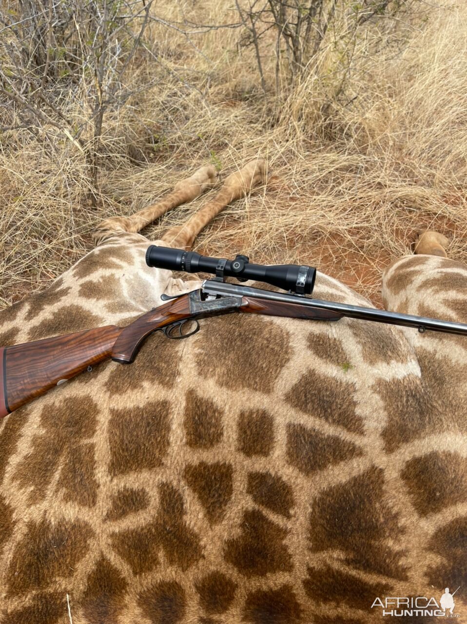 Giraffe Hunting South Africa