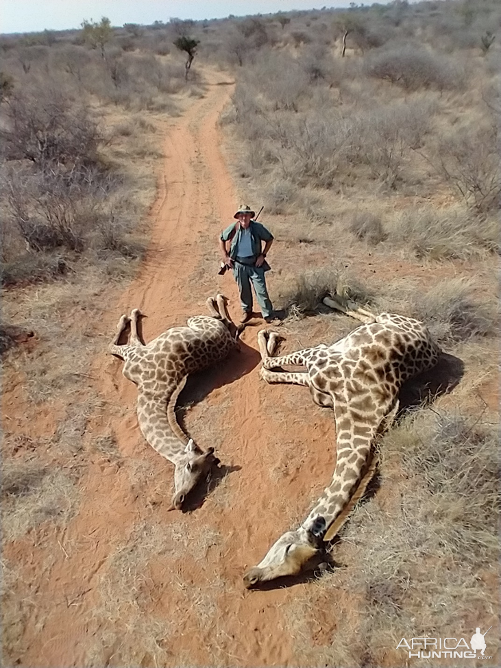 Giraffe Hunting South Africa