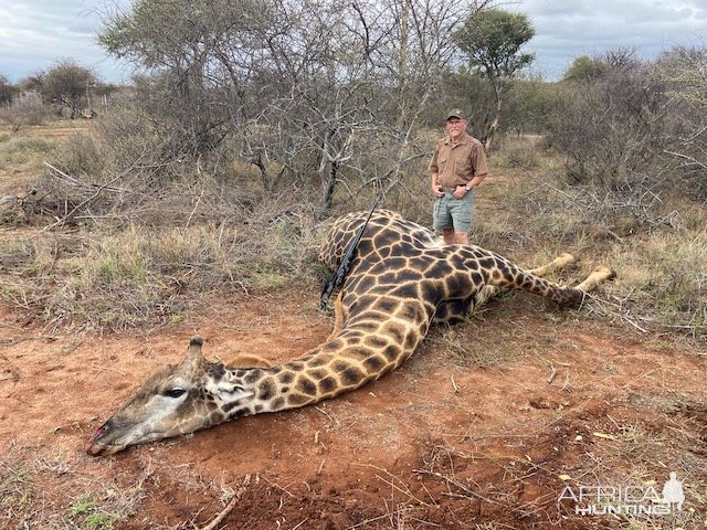 Giraffe Hunting South Africa