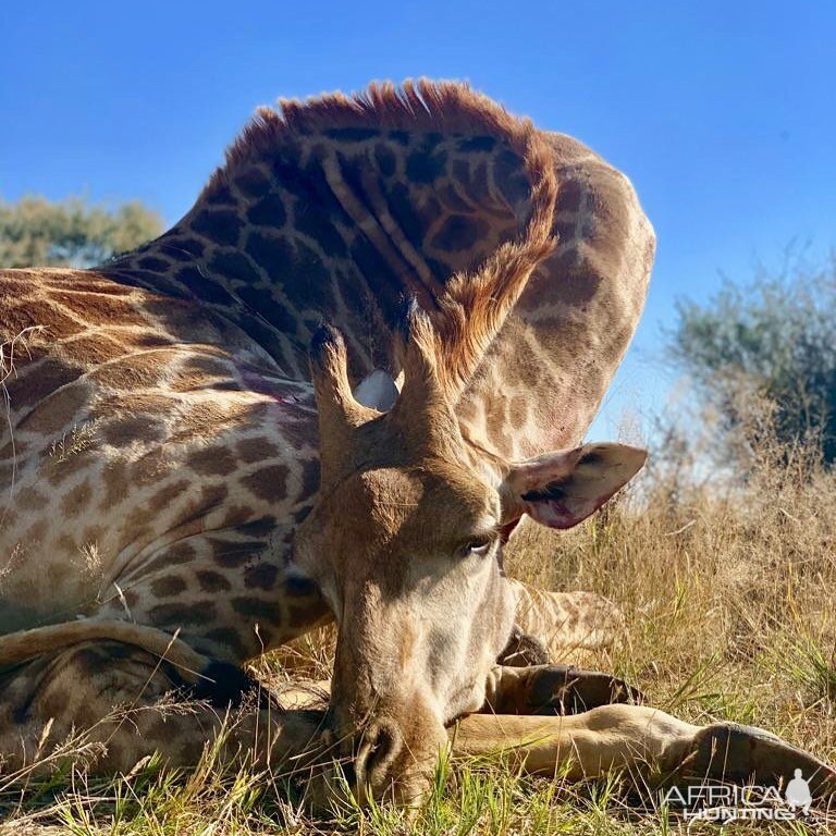 Giraffe Hunting South Africa