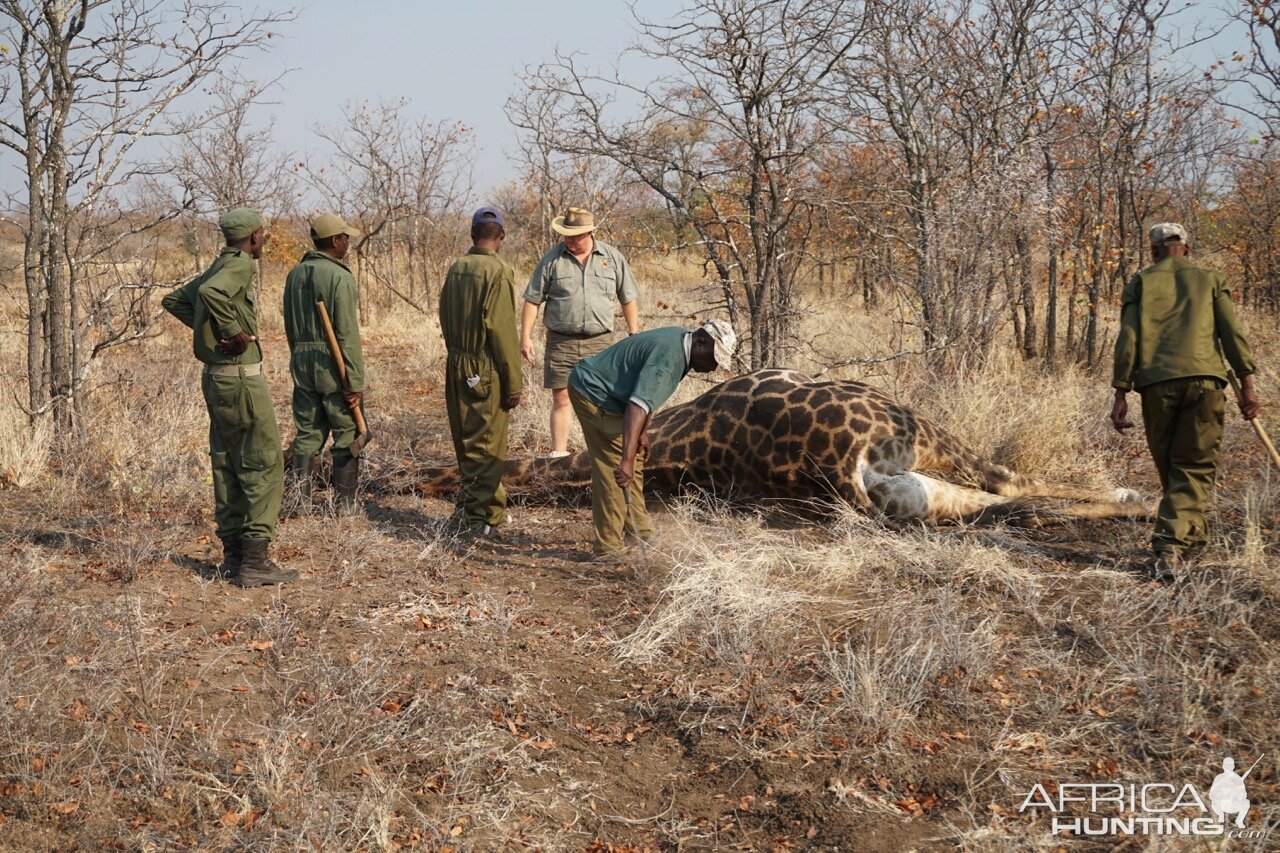 Giraffe Hunting Zimbabwe