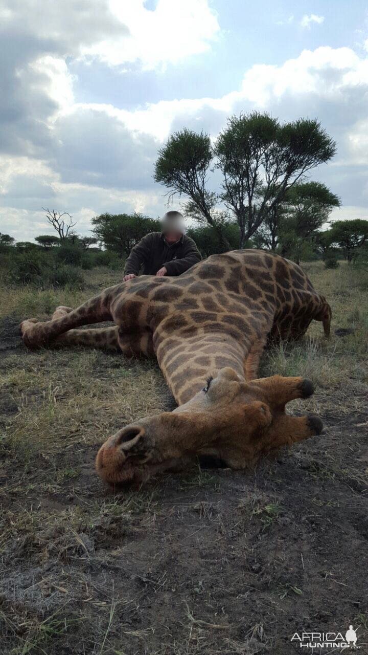 Giraffe Hunting