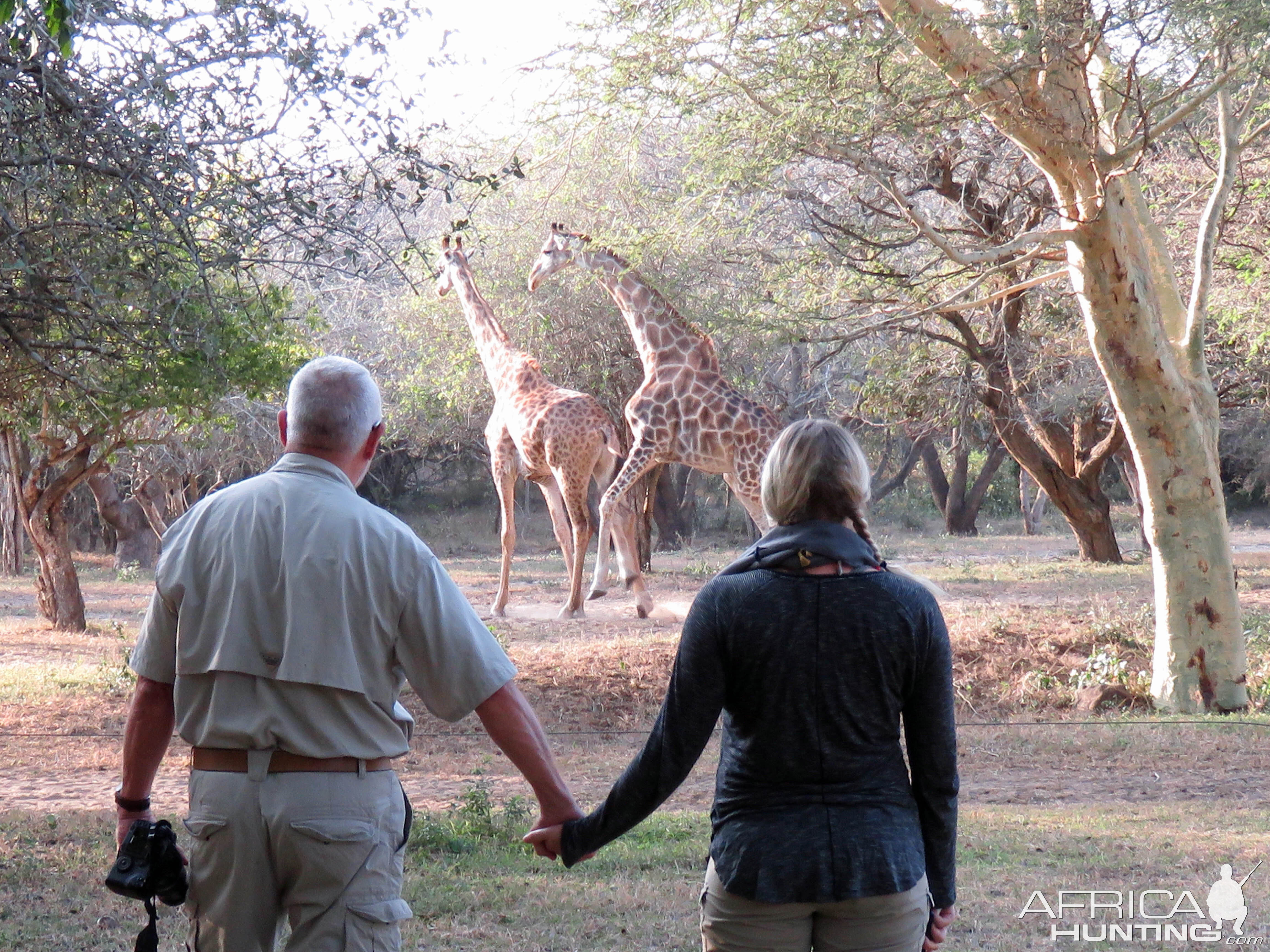 Giraffe in camp