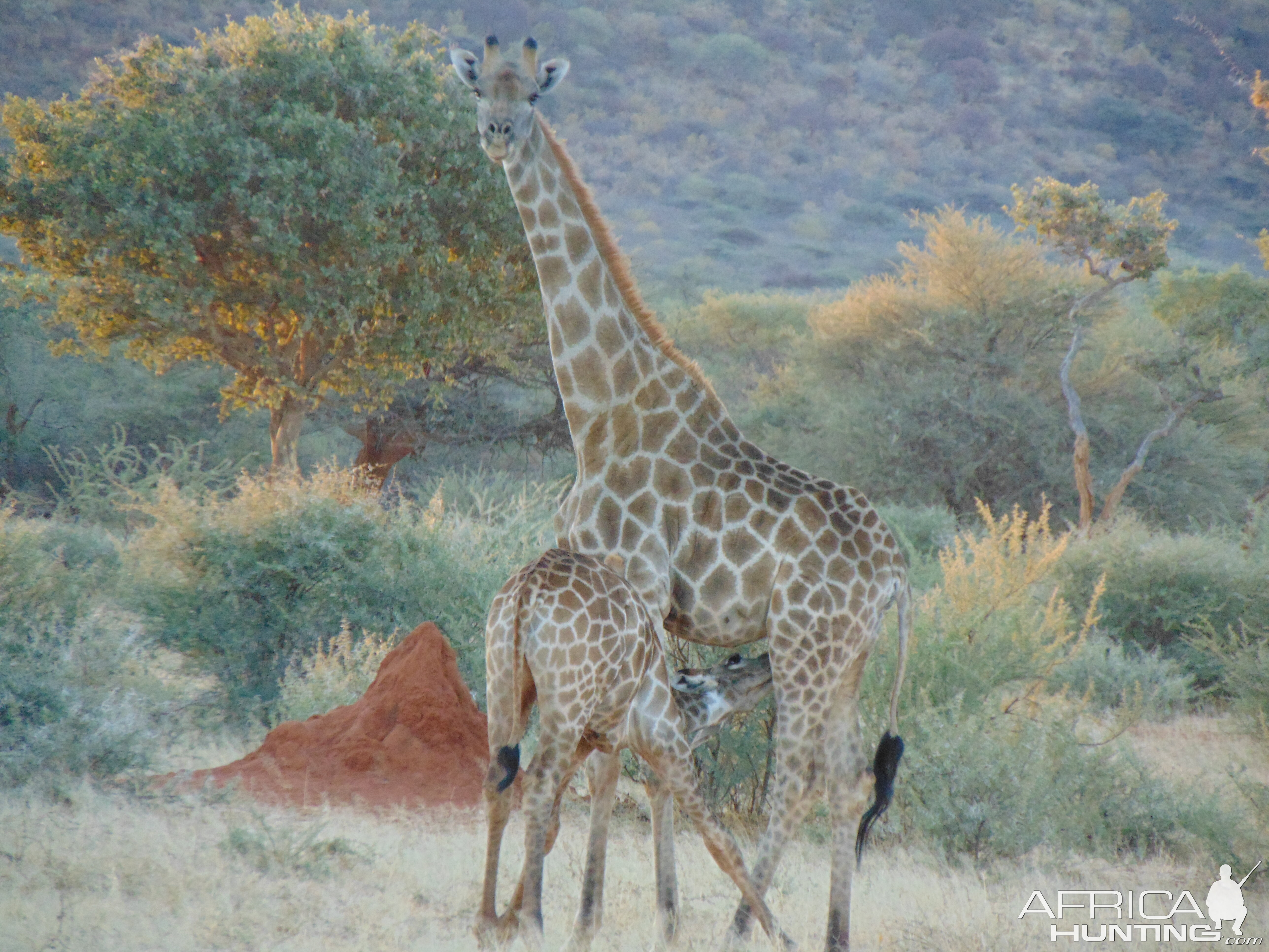 Giraffe in Namibia