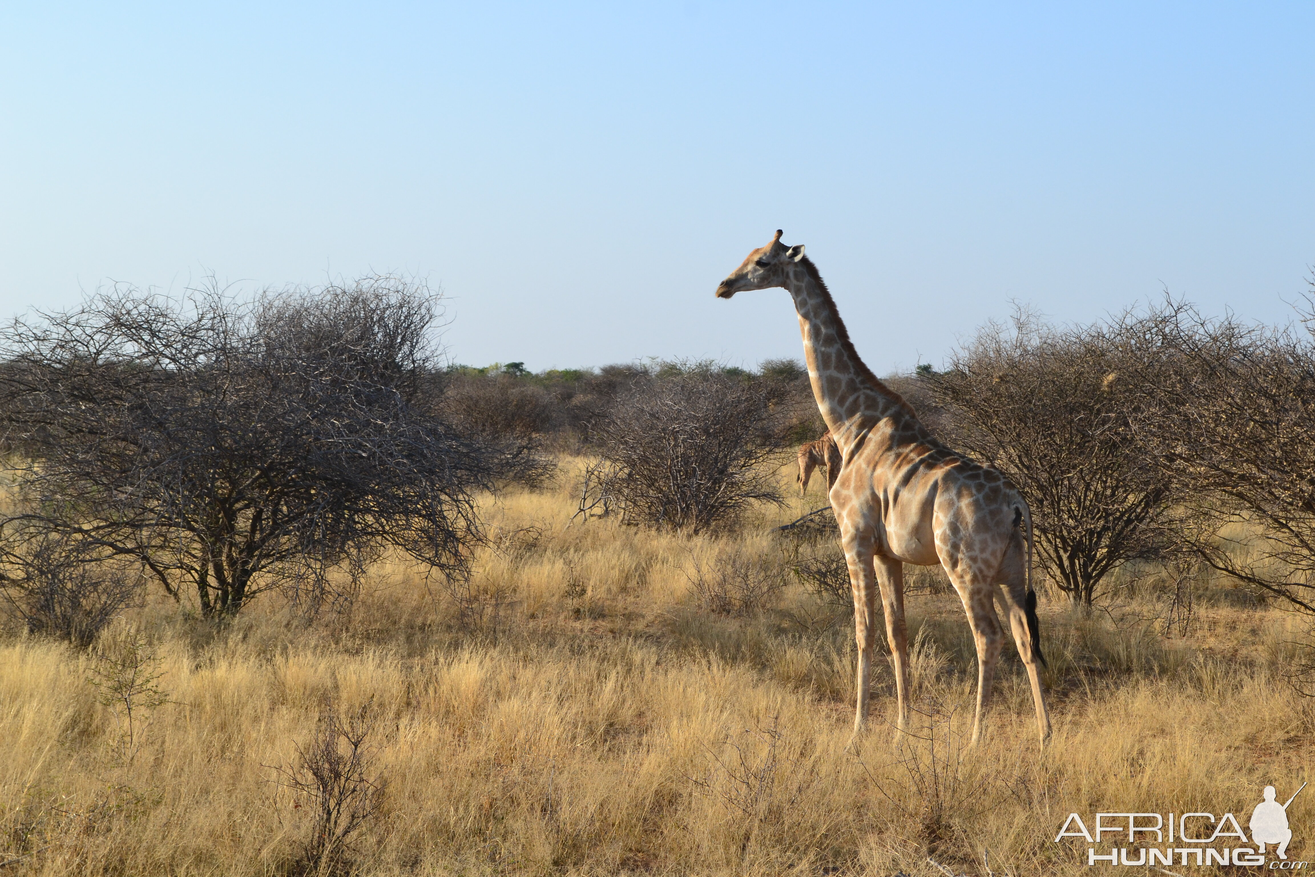 Giraffe in Namibia