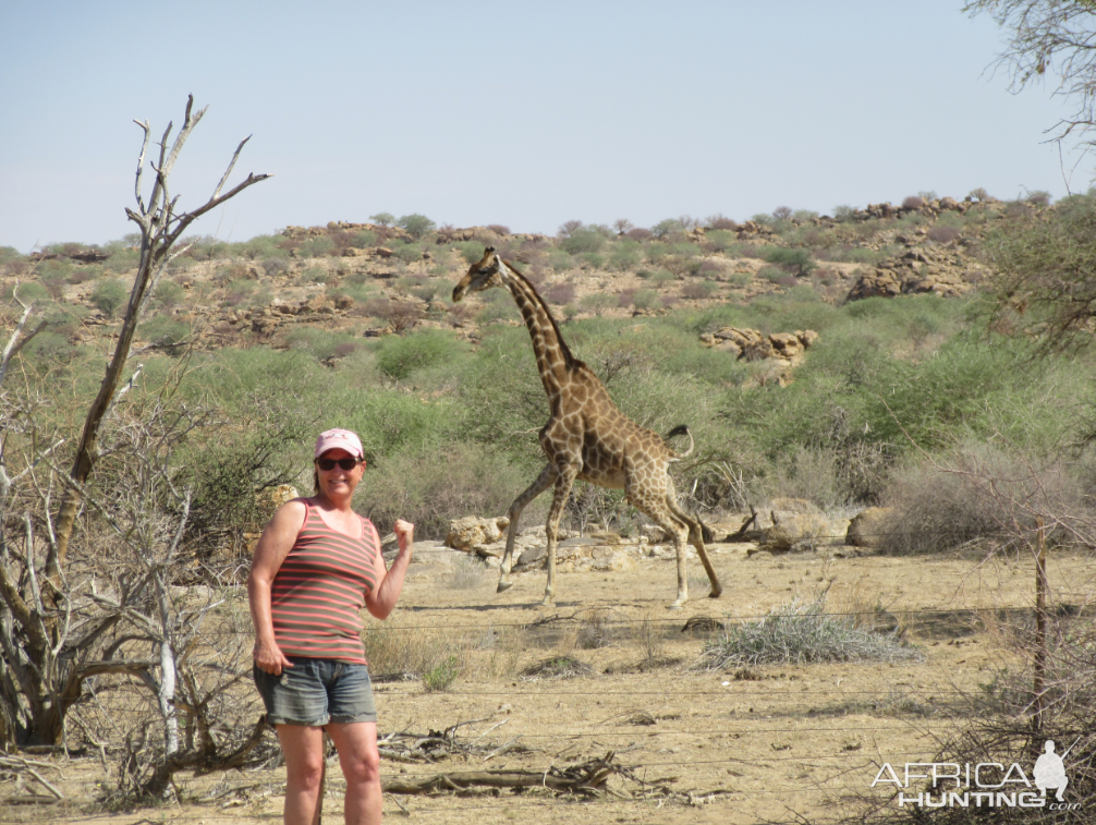 Giraffe in Namibia