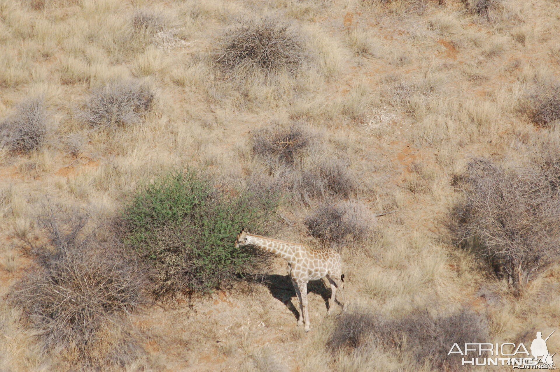 Giraffe in Namibia