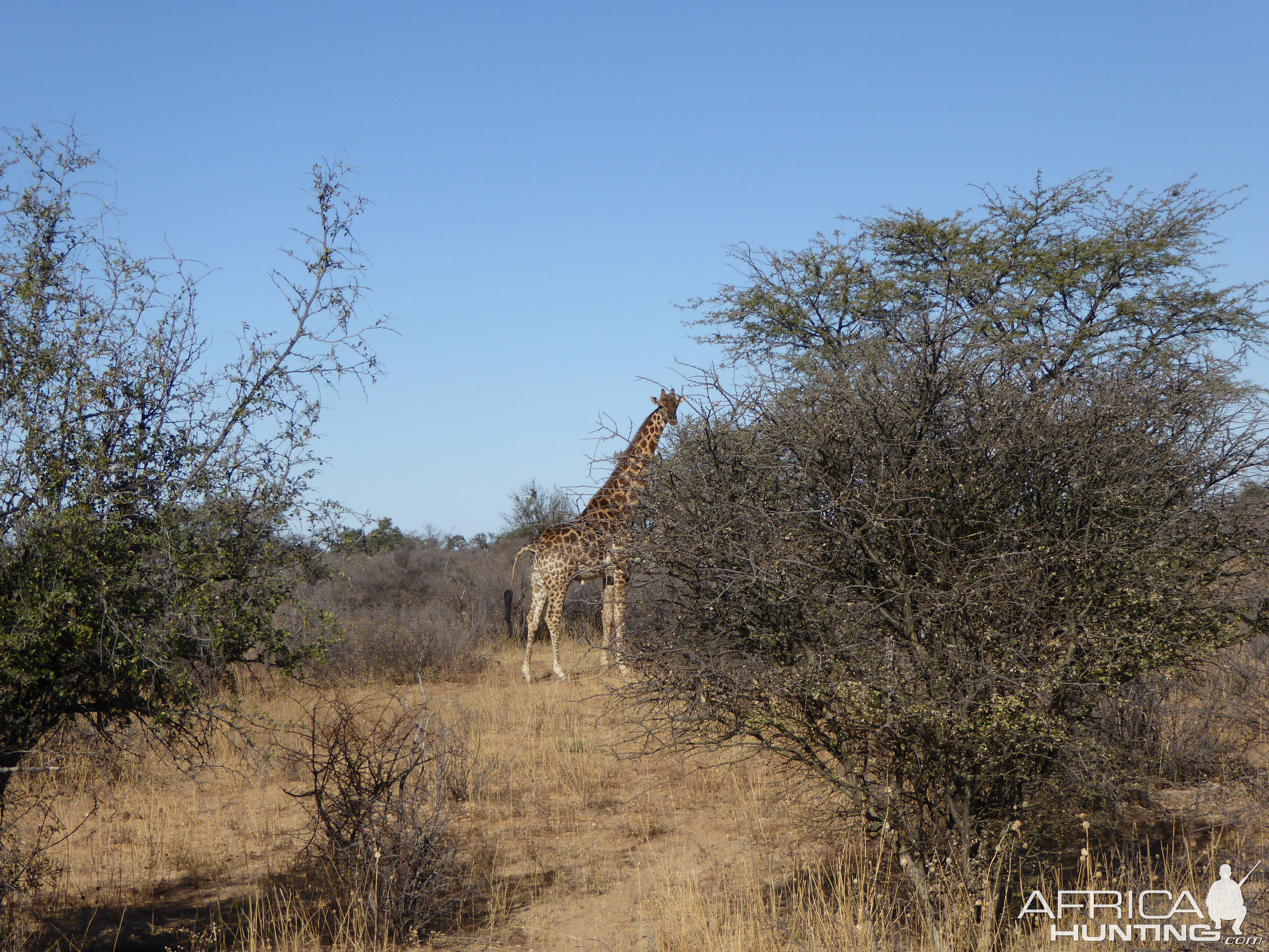 Giraffe in South Africa