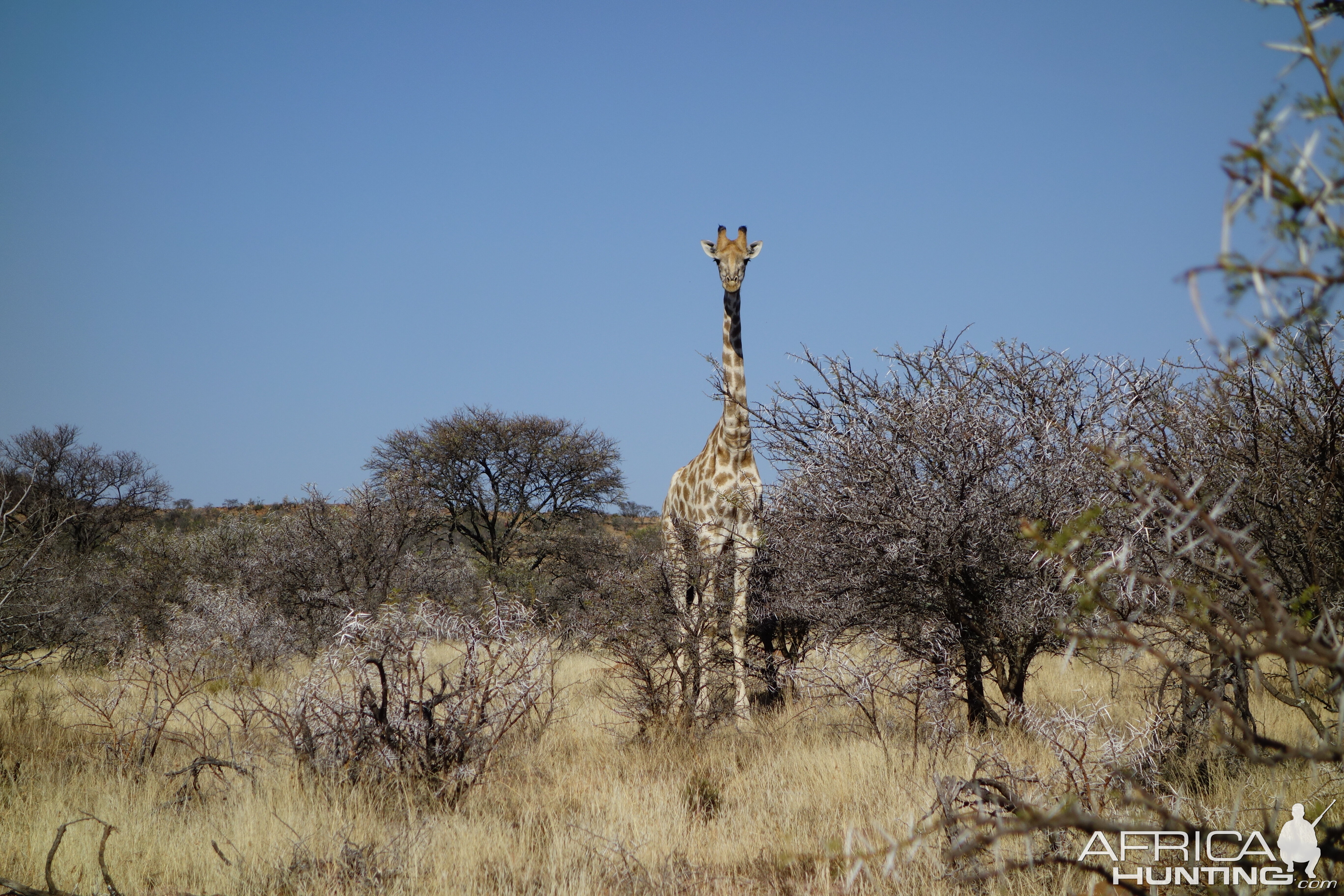 Giraffe in South Africa