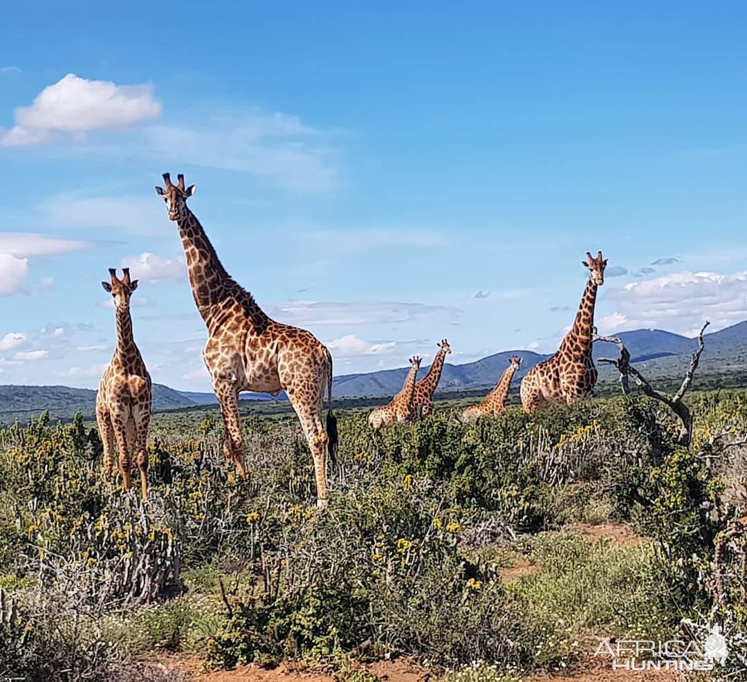 Giraffe in South Africa