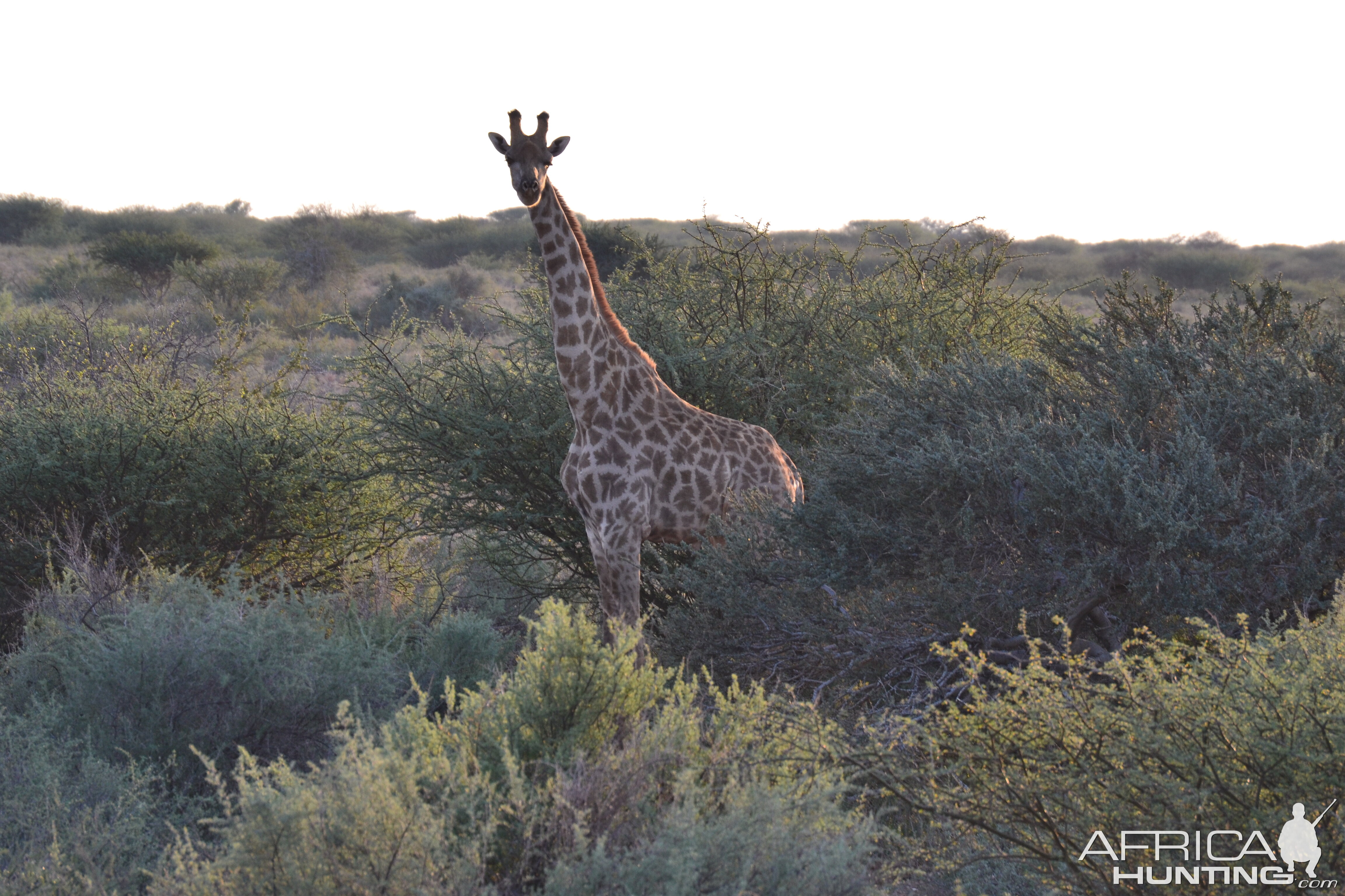 Giraffe in South Africa