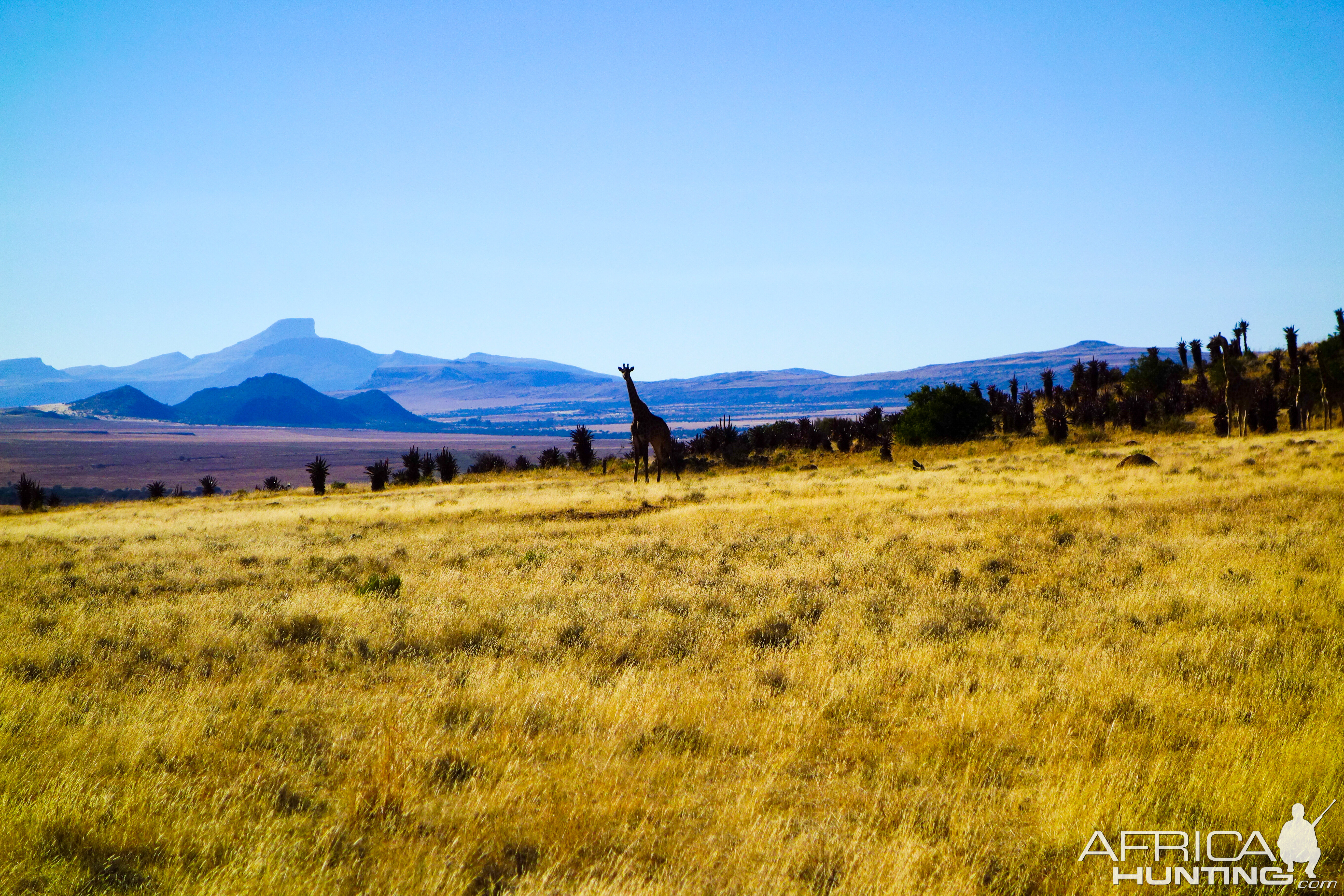 Giraffe in South Africa