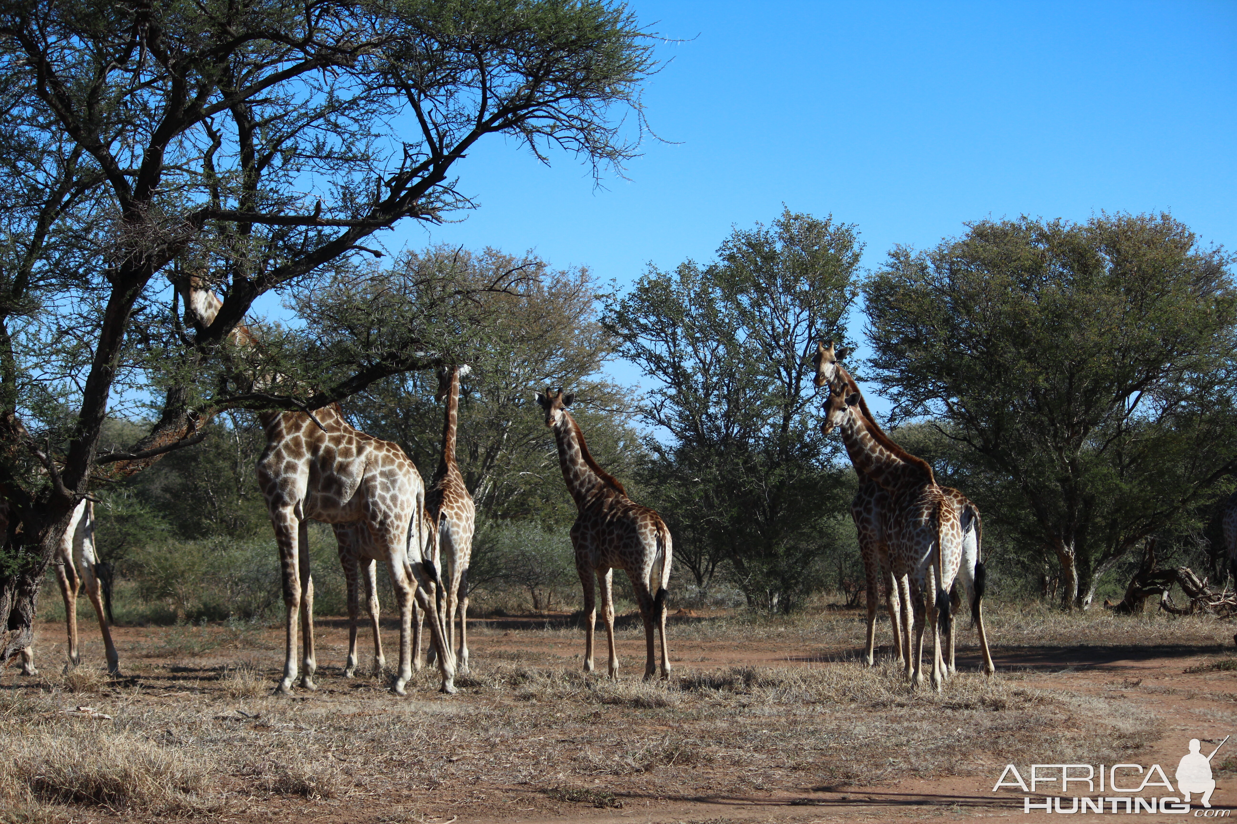 Giraffe in South Africa