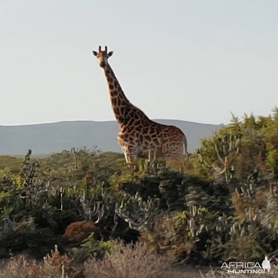 Giraffe in South Africa