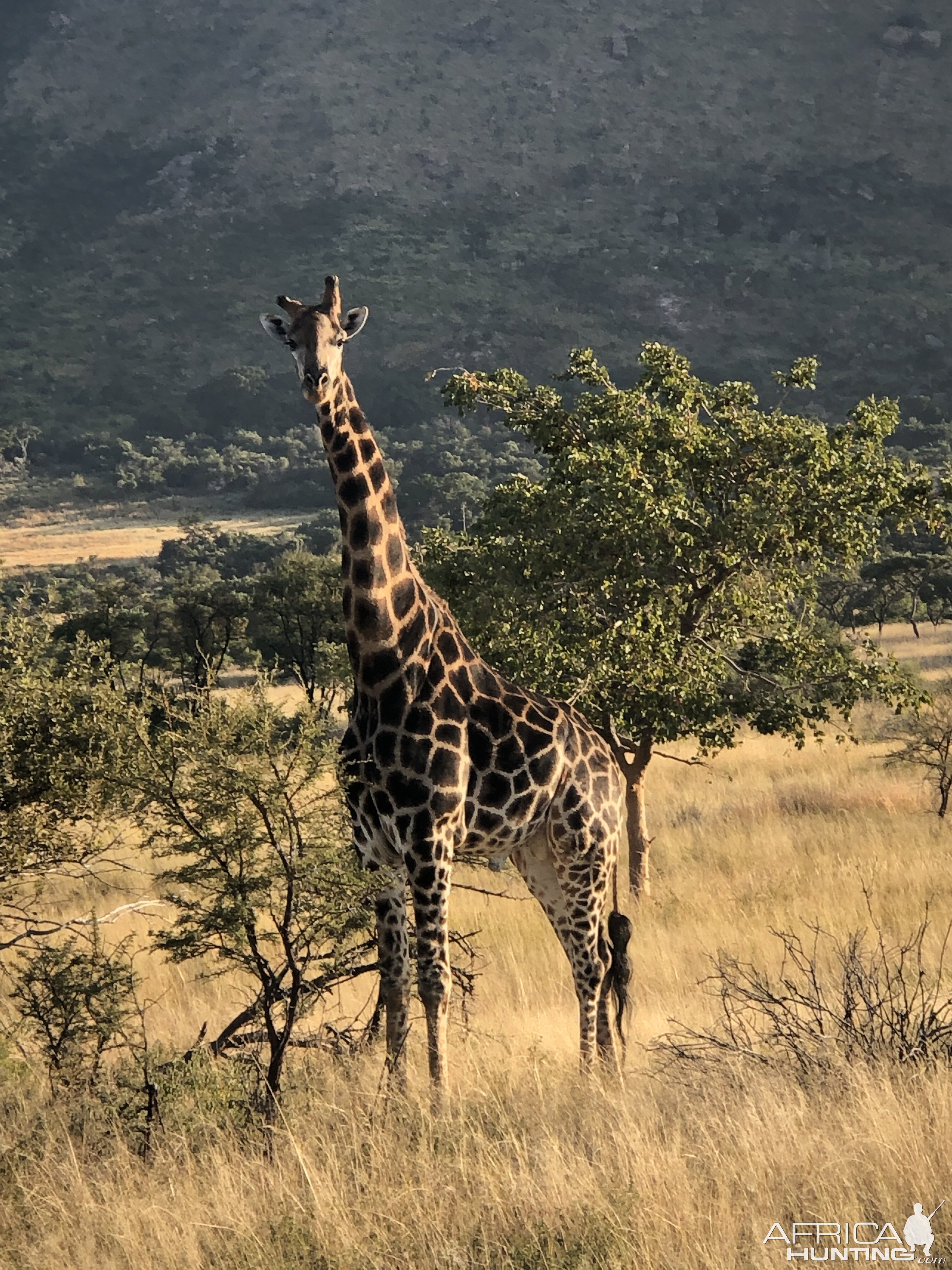 Giraffe in South Africa