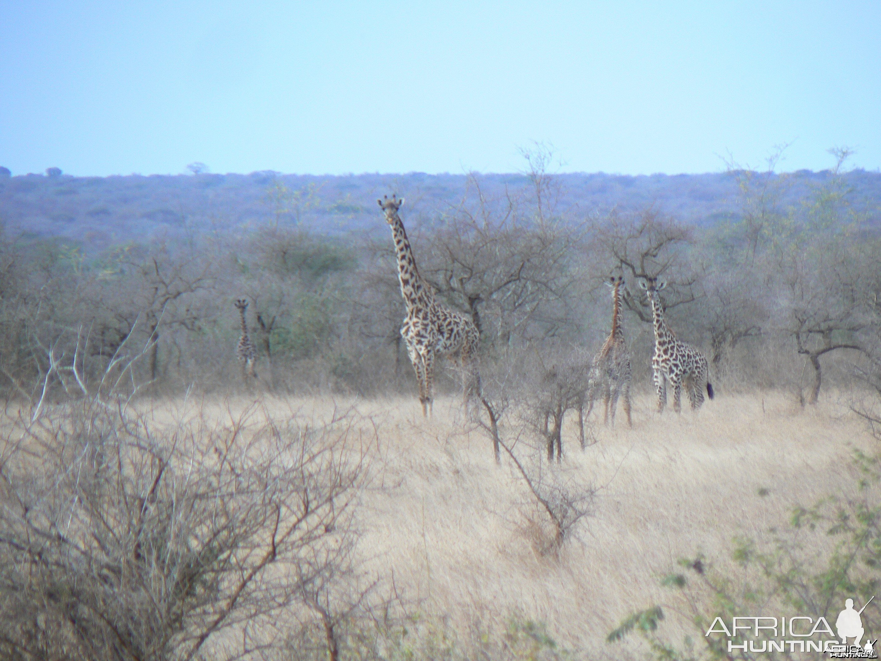 Giraffe in Tanzania