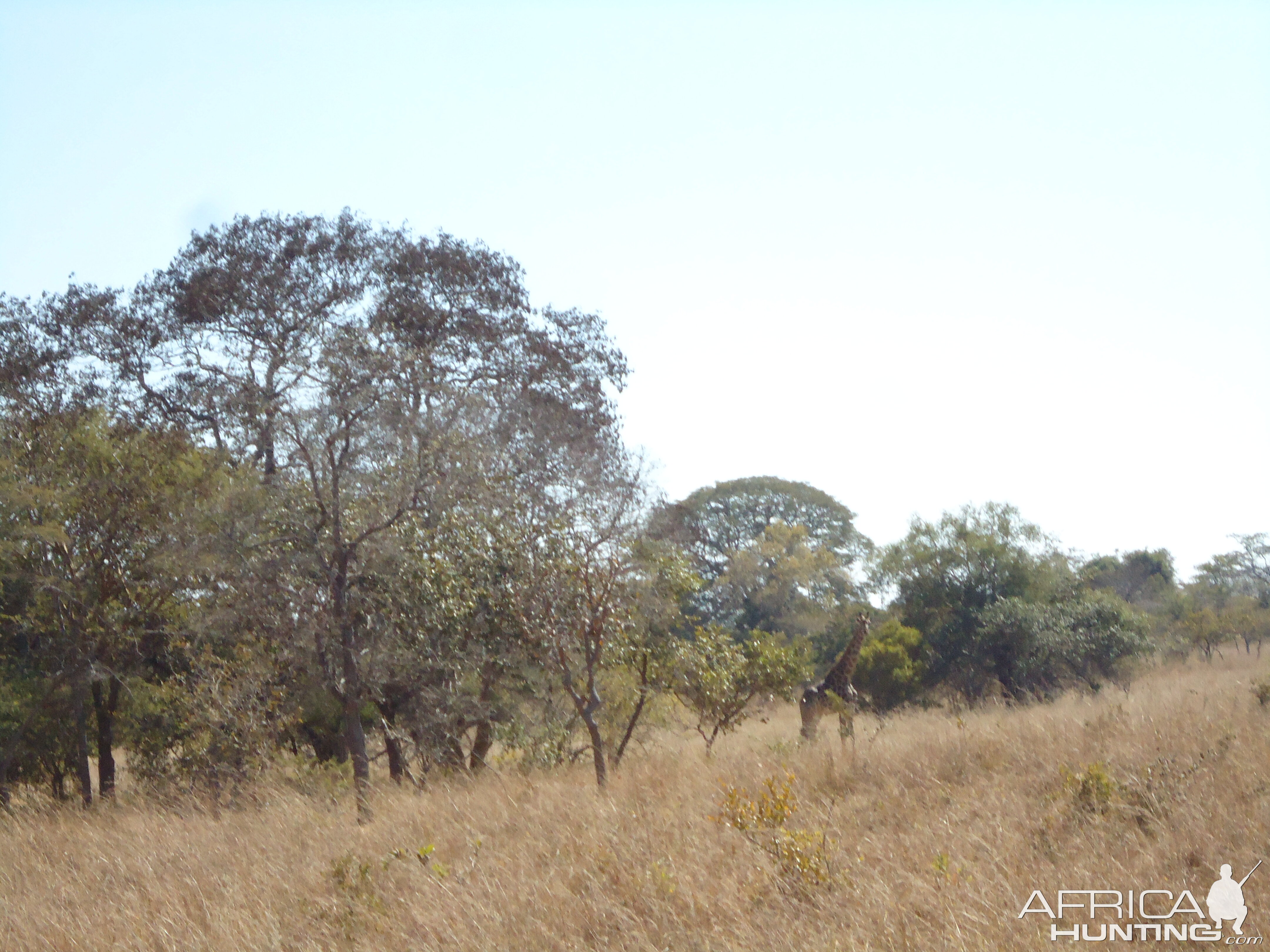 Giraffe in Zambia