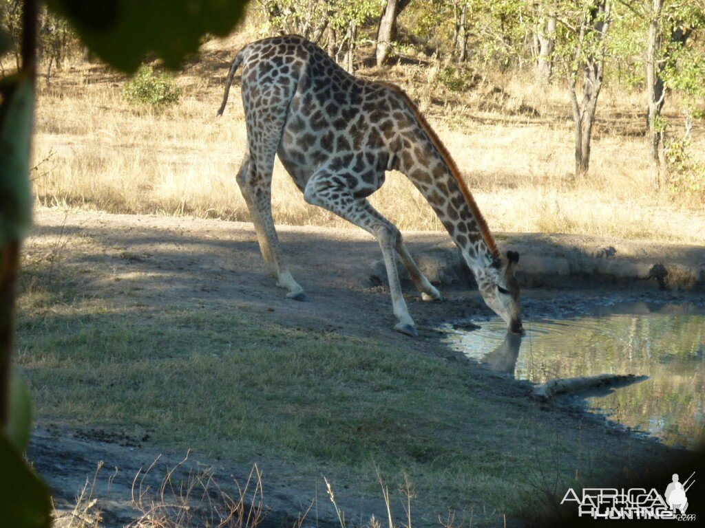 Giraffe in Zimbabwe