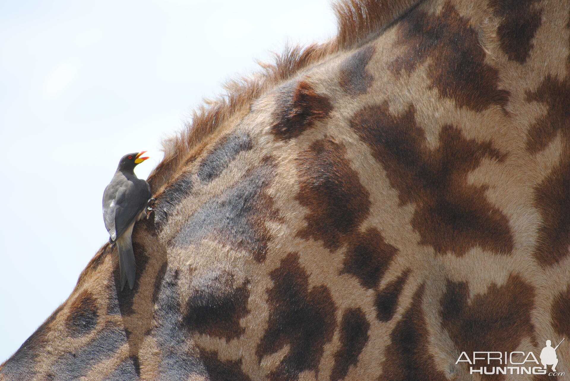 Giraffe Masaai Mara in Kenya