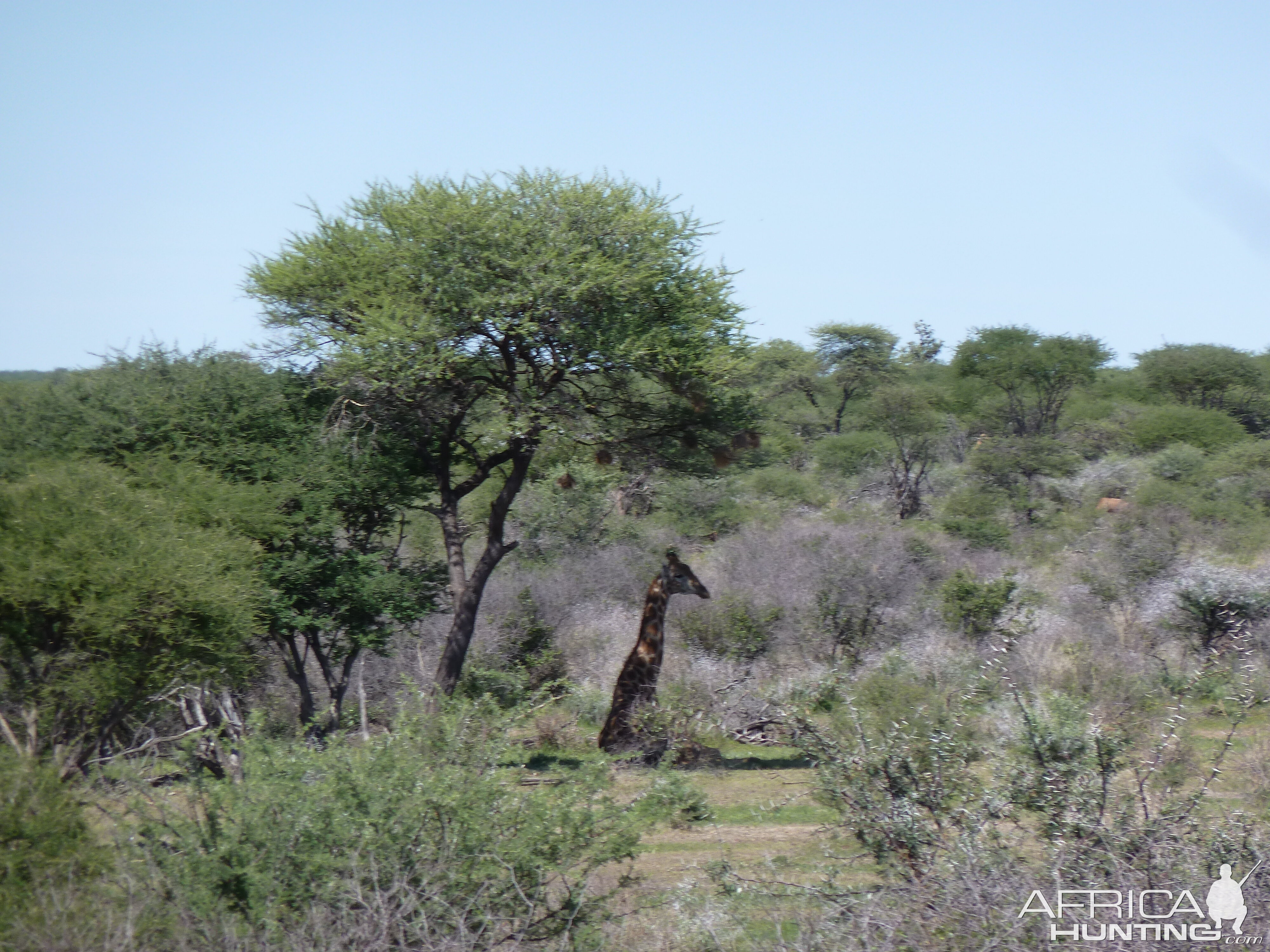 Giraffe Namibia