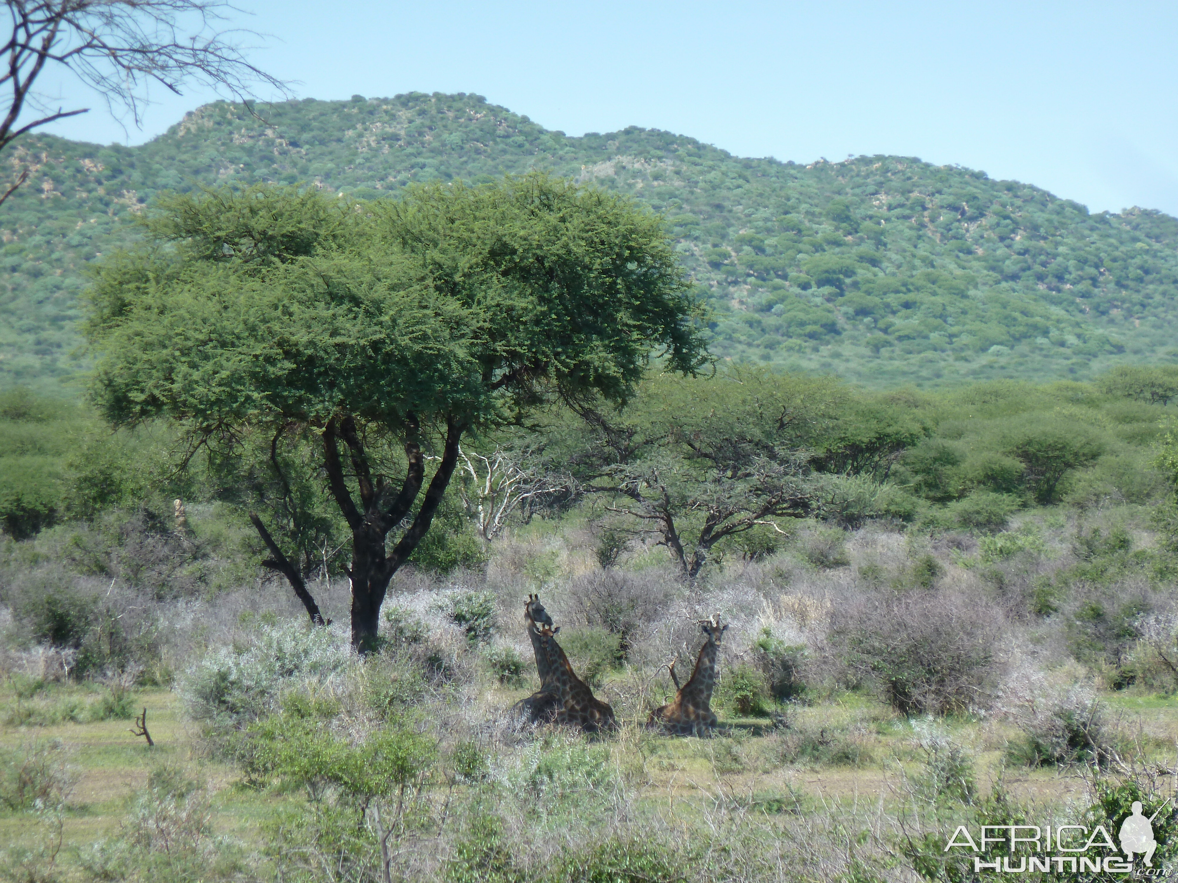 Giraffe Namibia