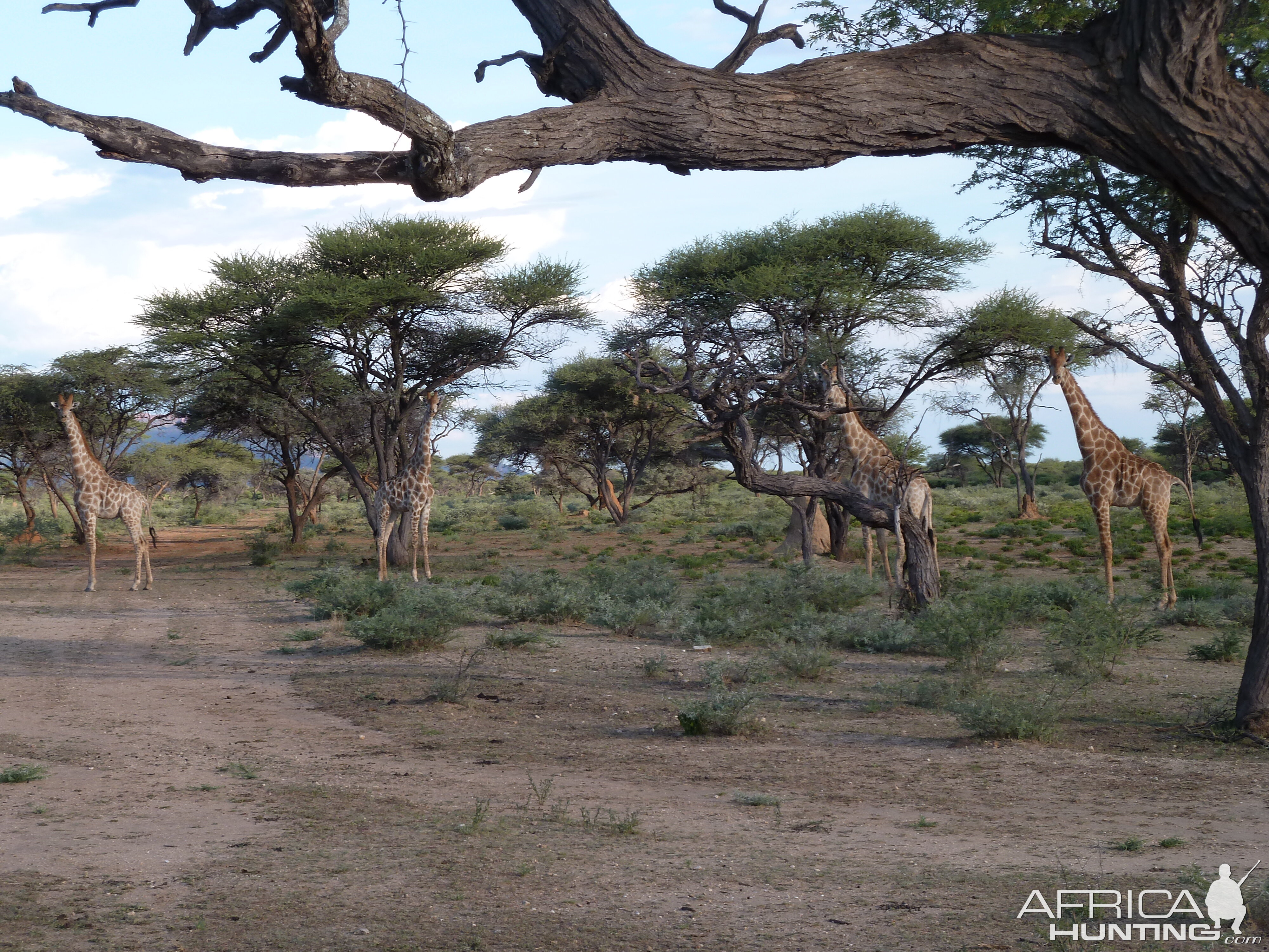 Giraffe Namibia