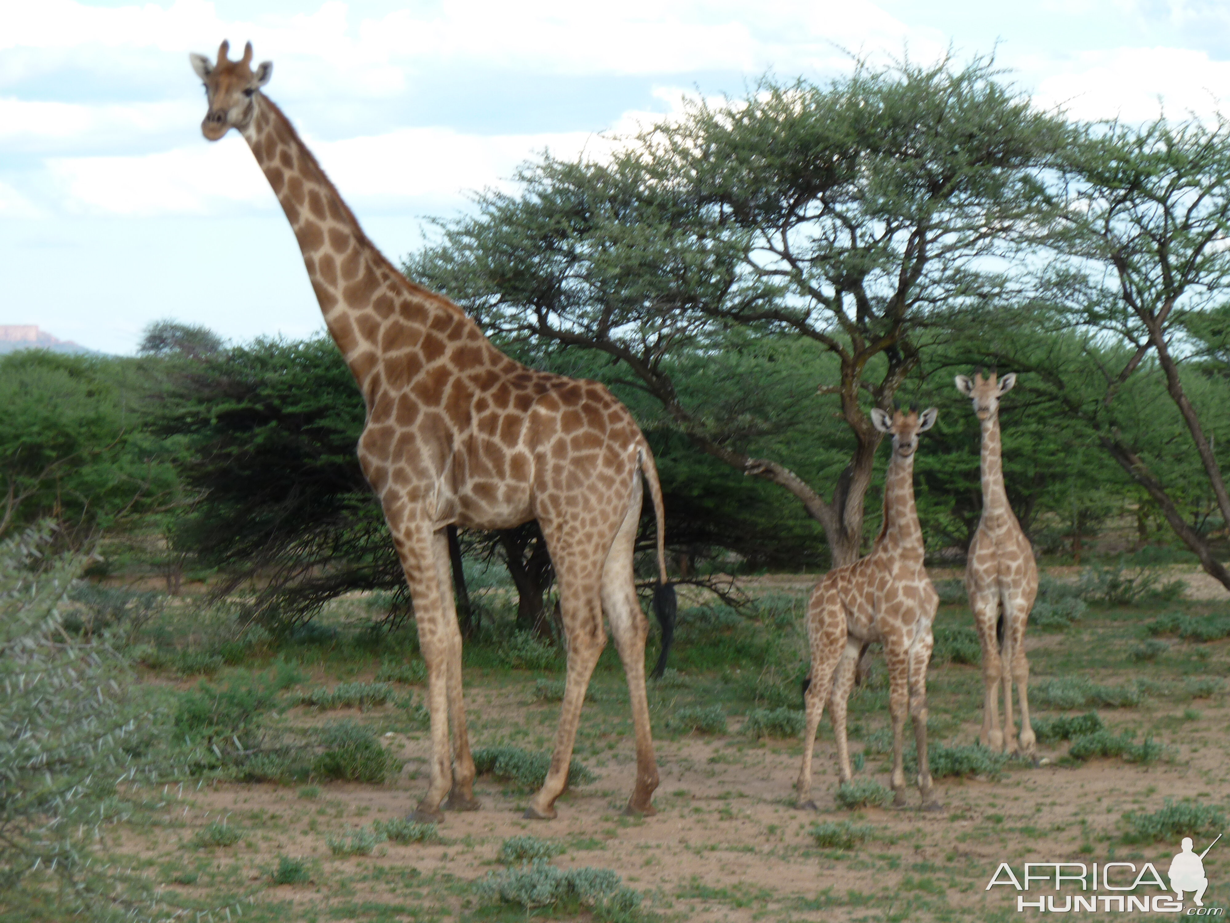 Giraffe Namibia