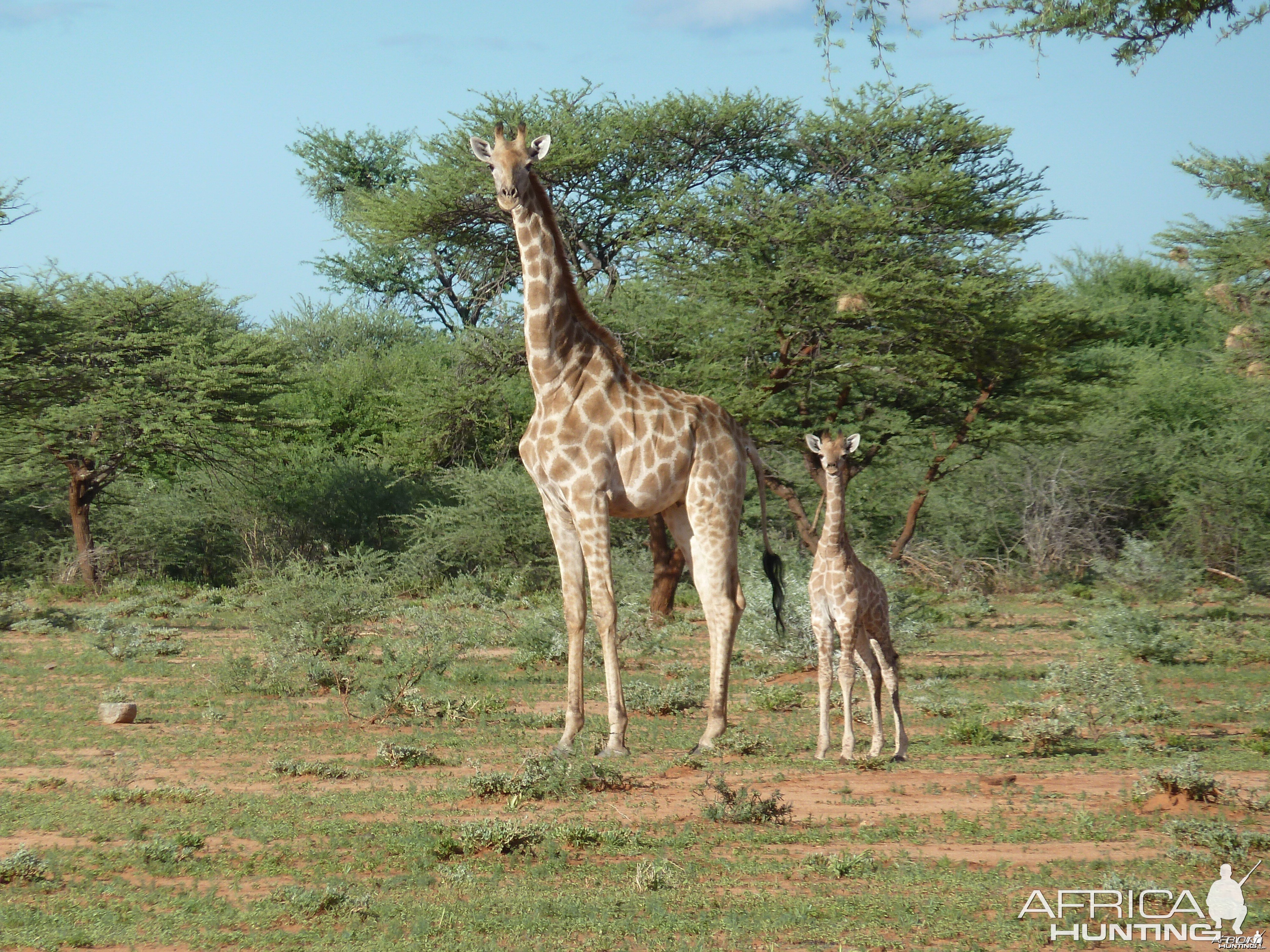 Giraffe Namibia