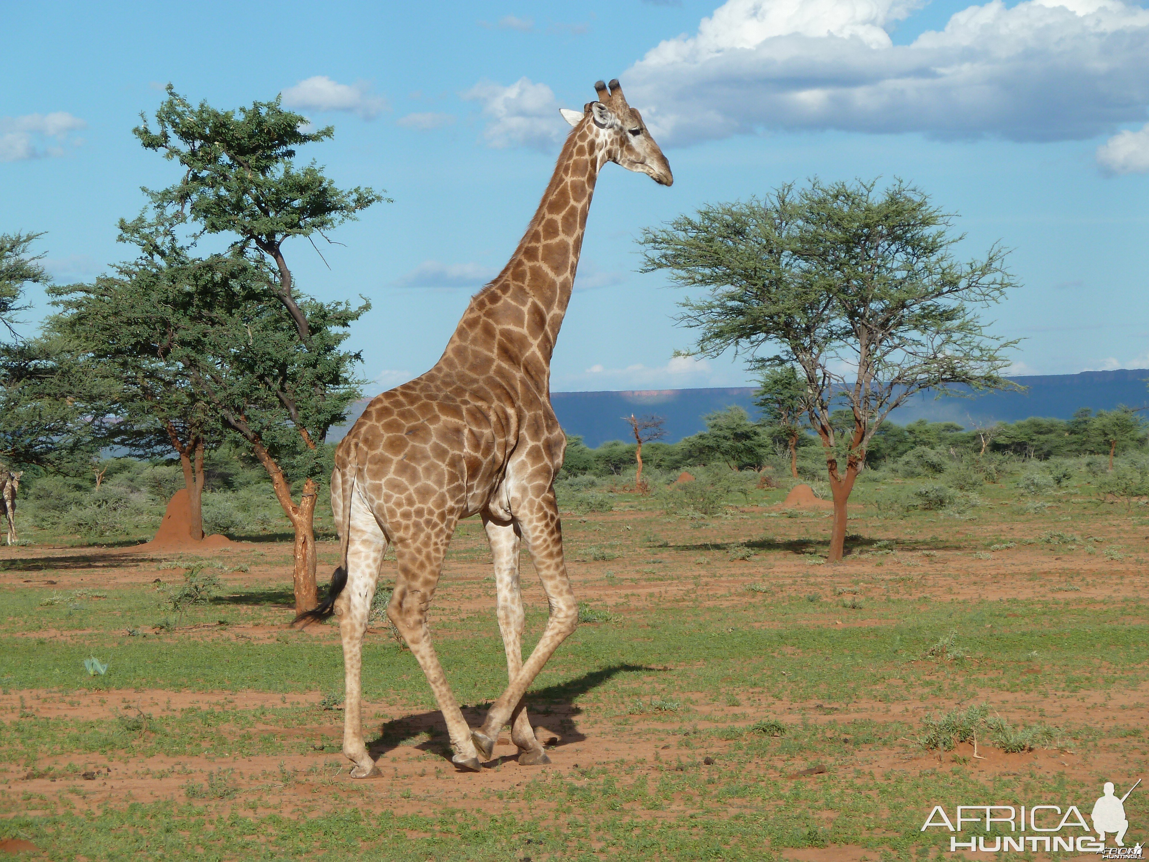 Giraffe Namibia