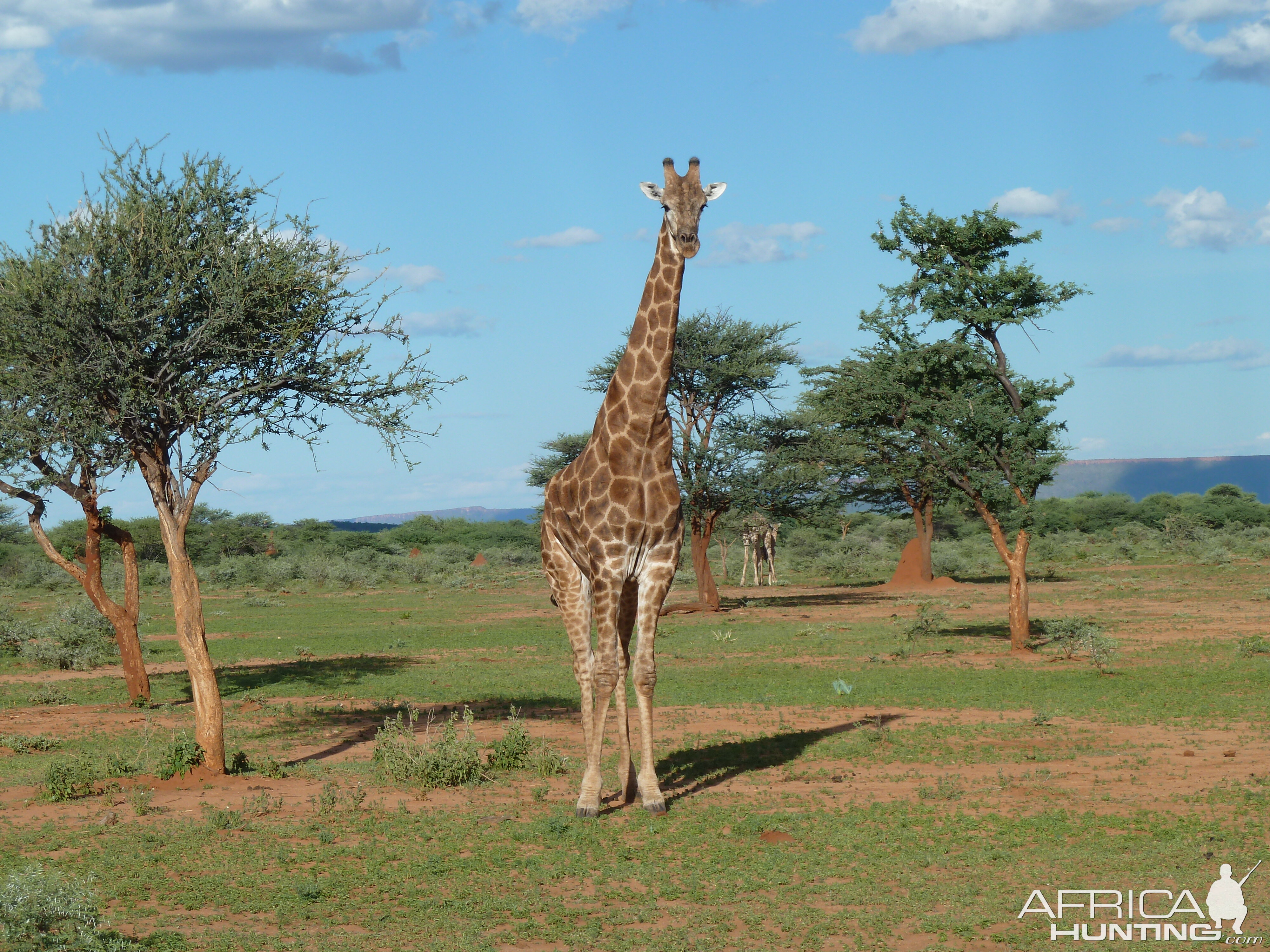 Giraffe Namibia