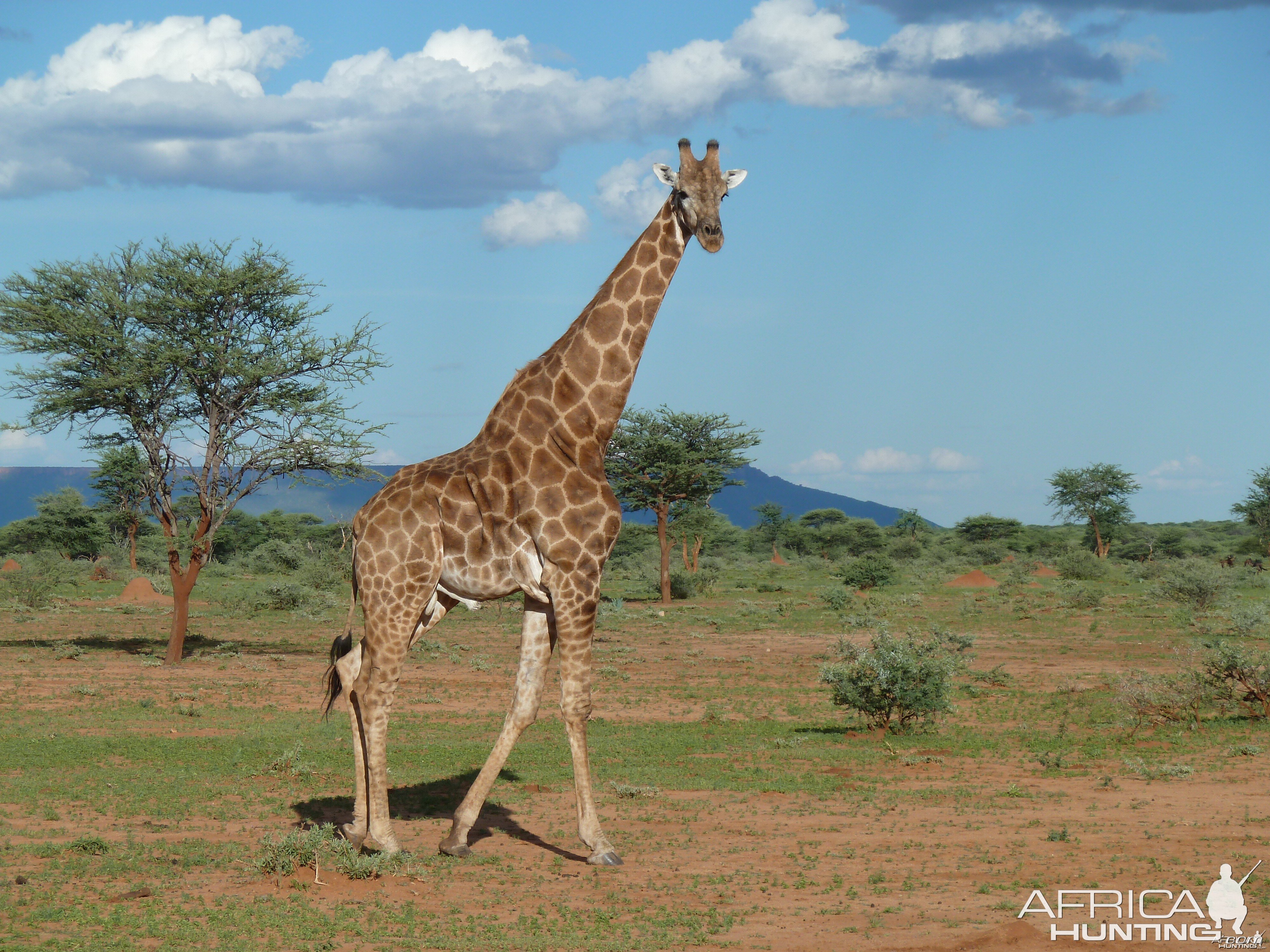 Giraffe Namibia