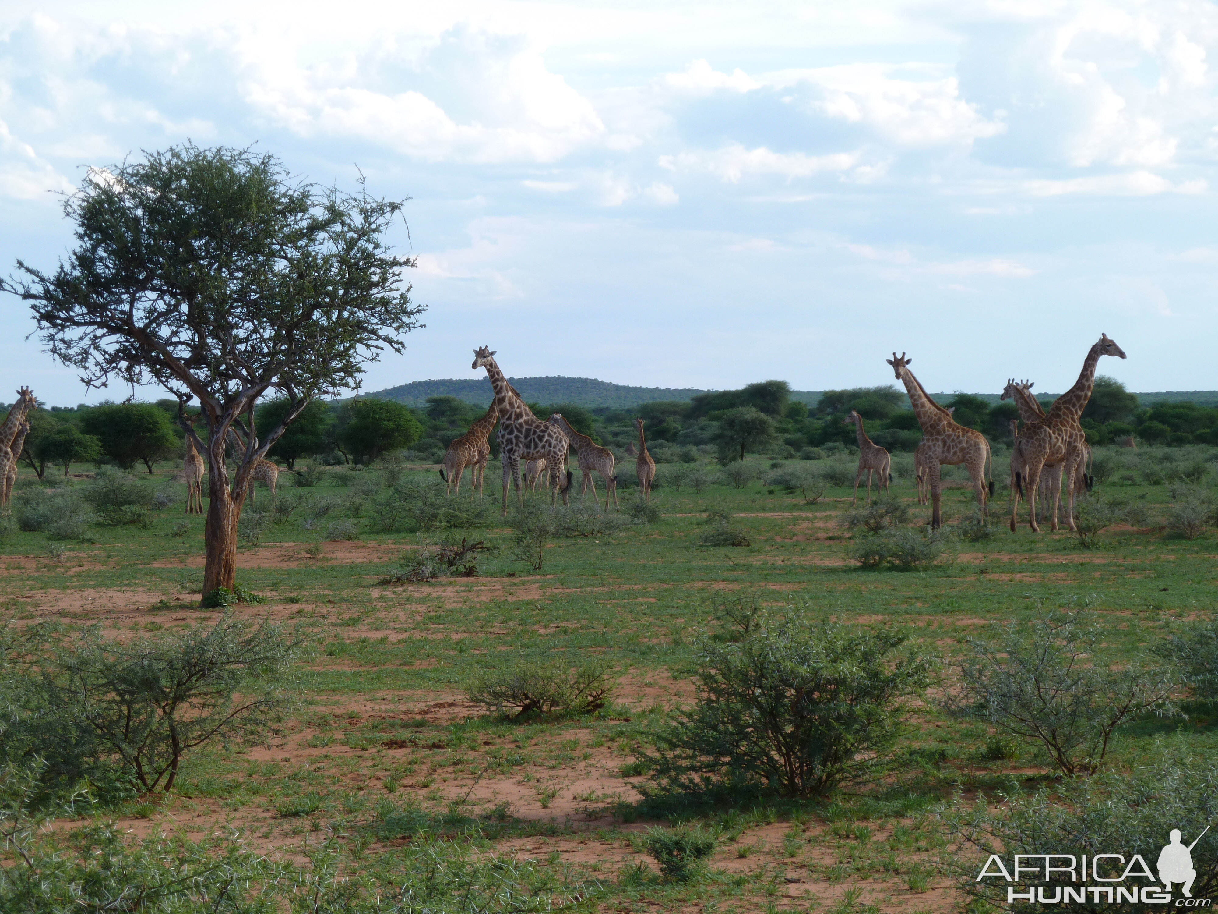 Giraffe Namibia