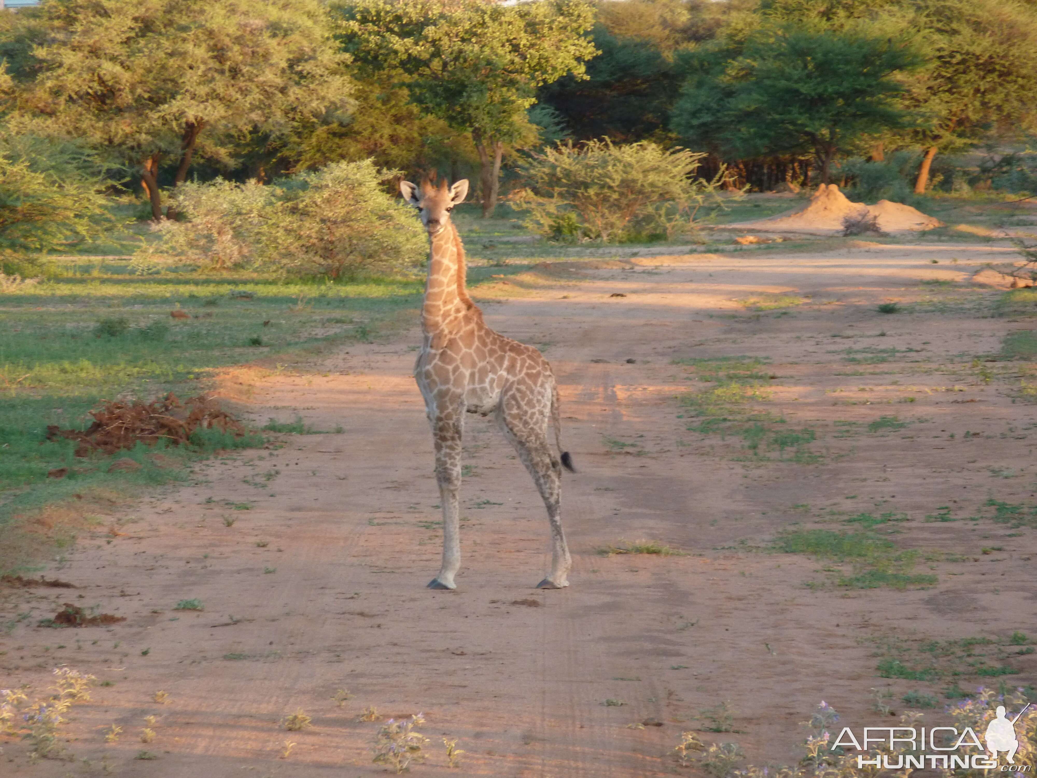 Giraffe Namibia