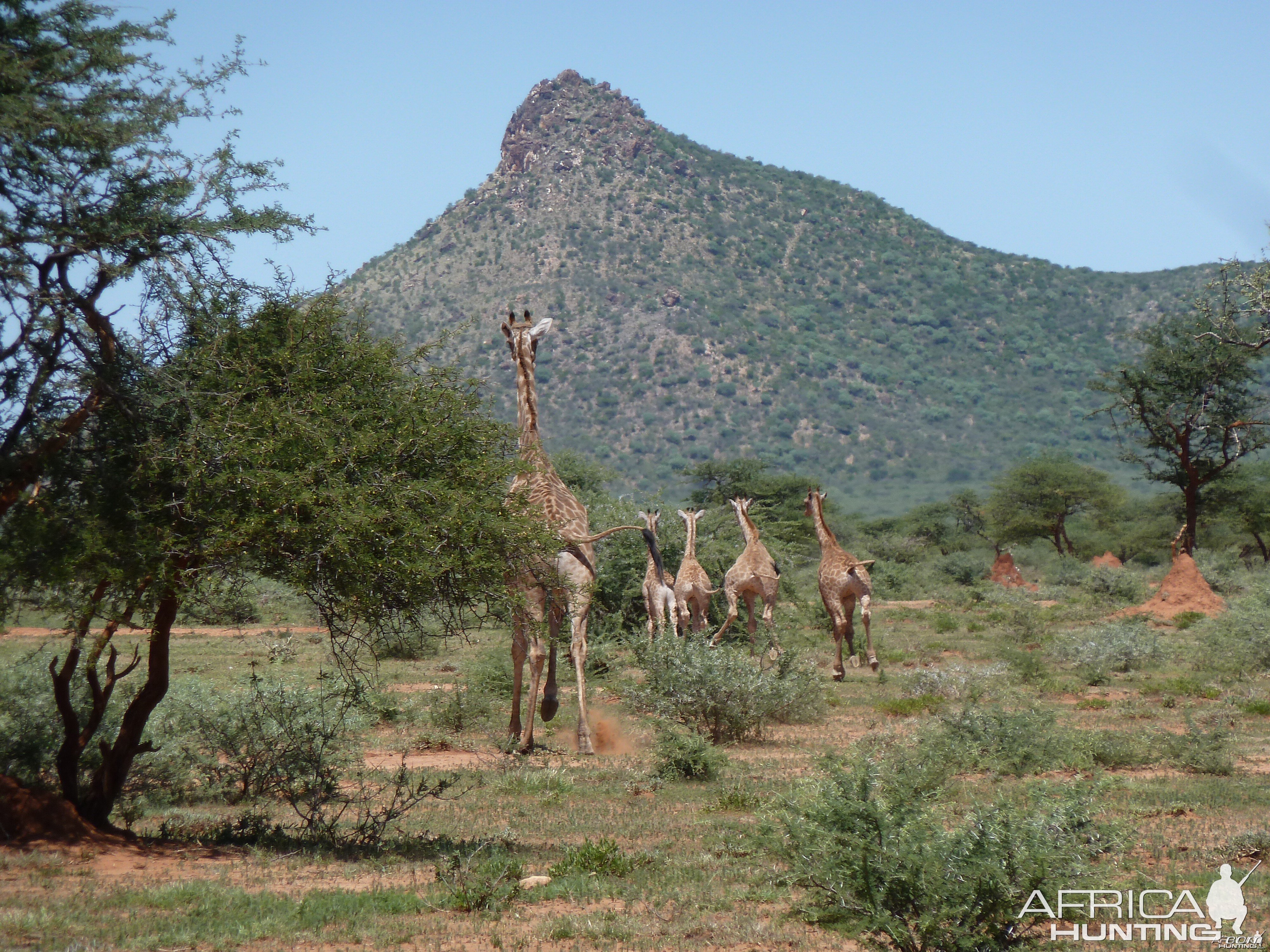 Giraffe Namibia