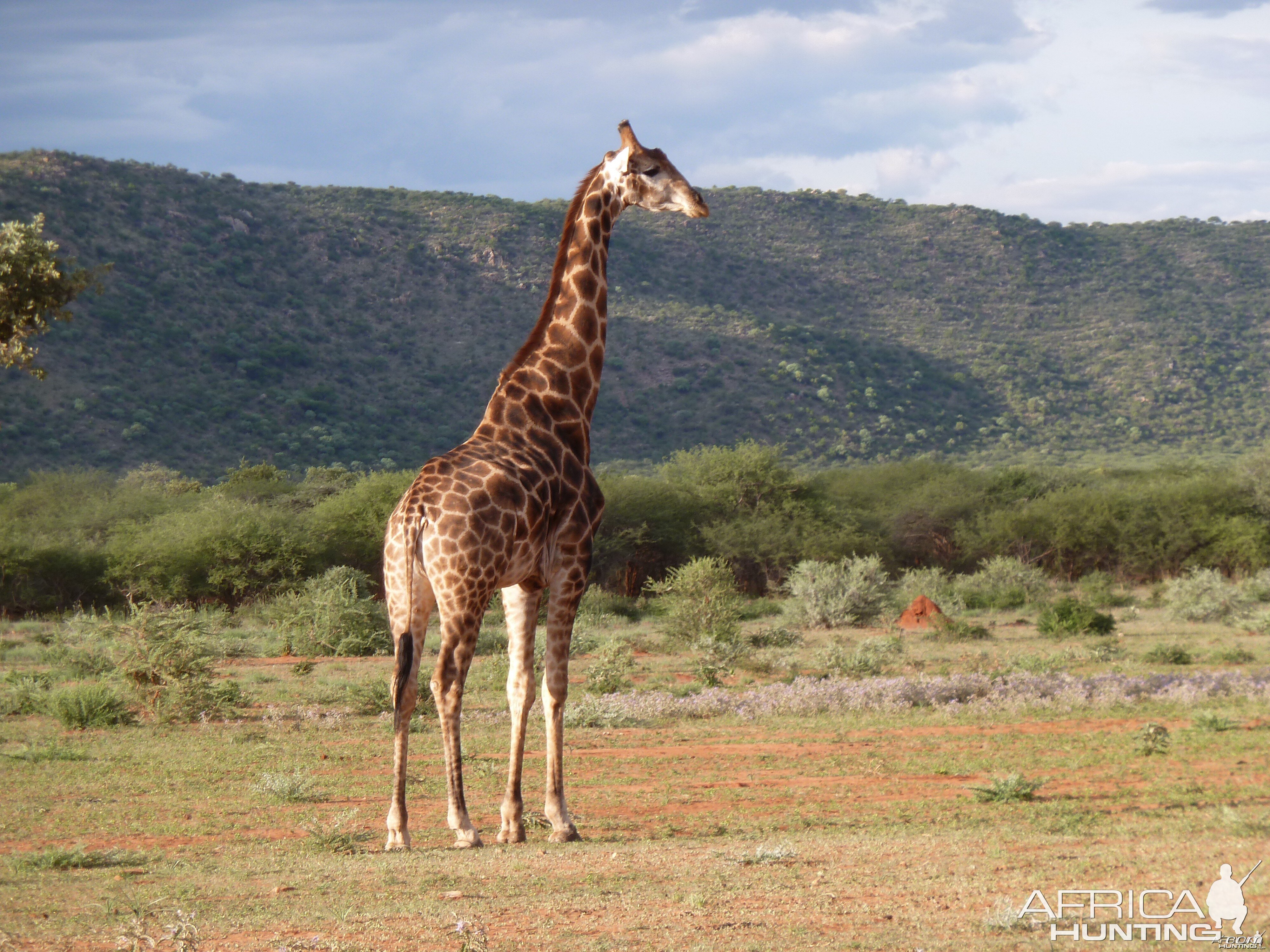 Giraffe Namibia