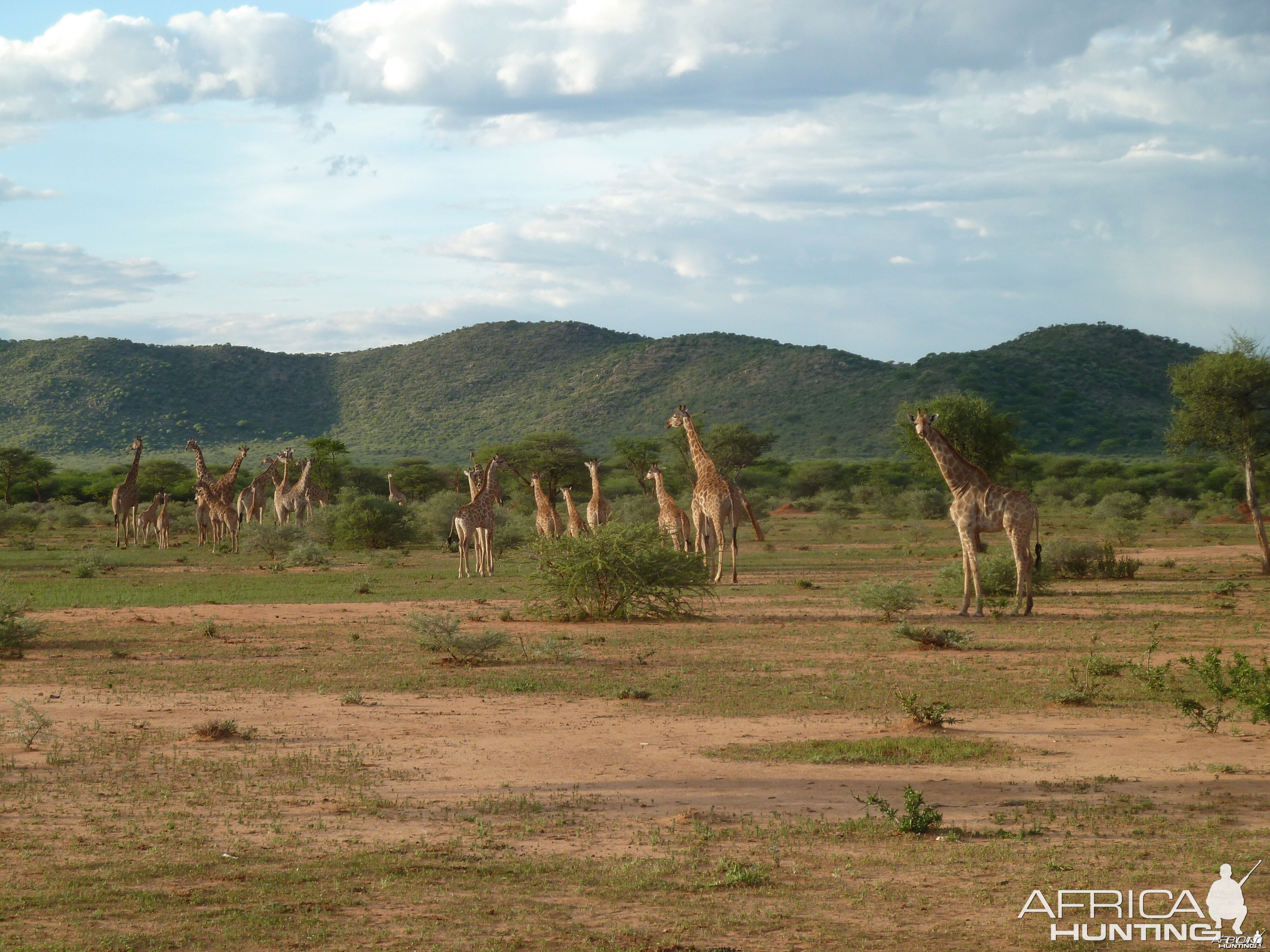 Giraffe Namibia