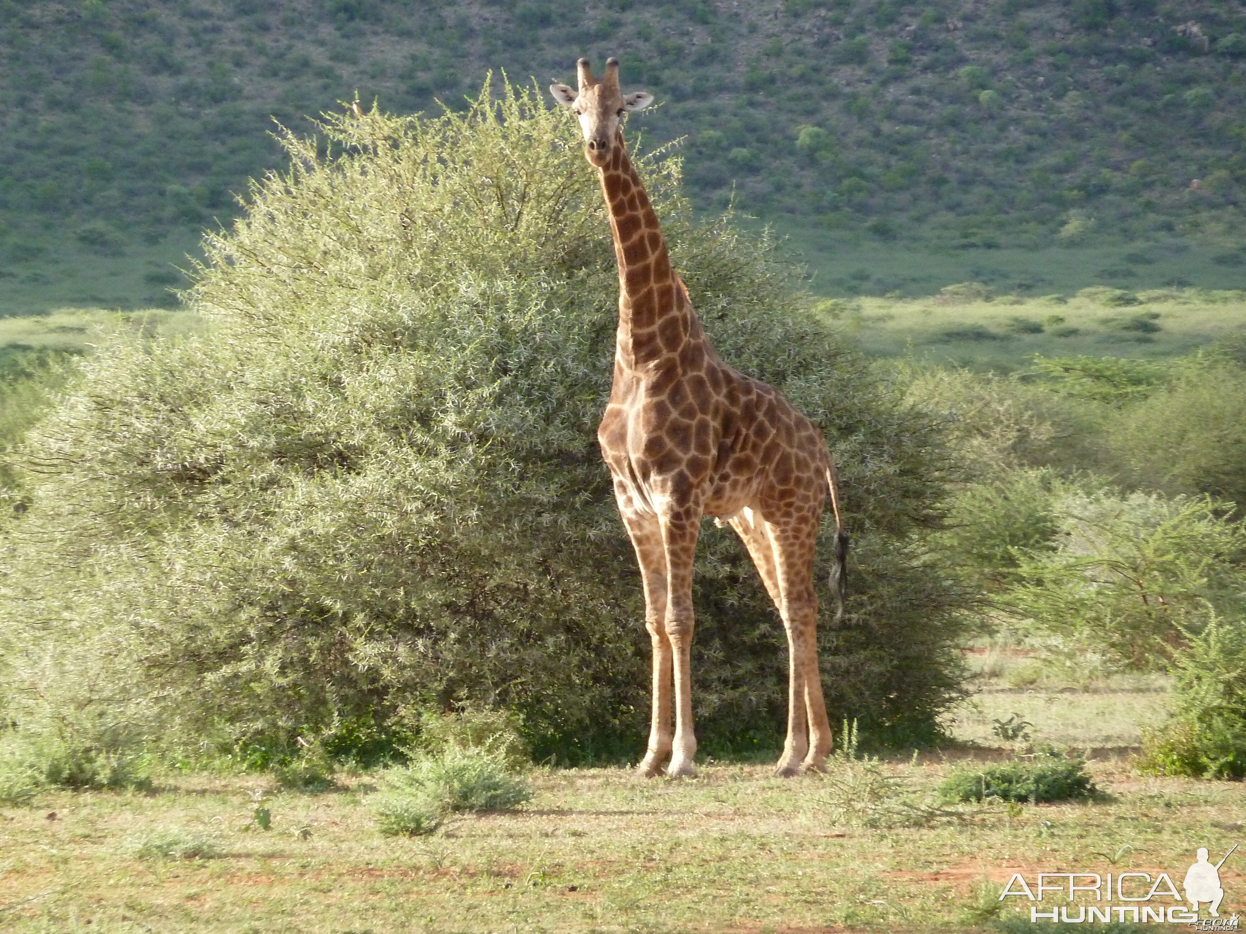 Giraffe Namibia